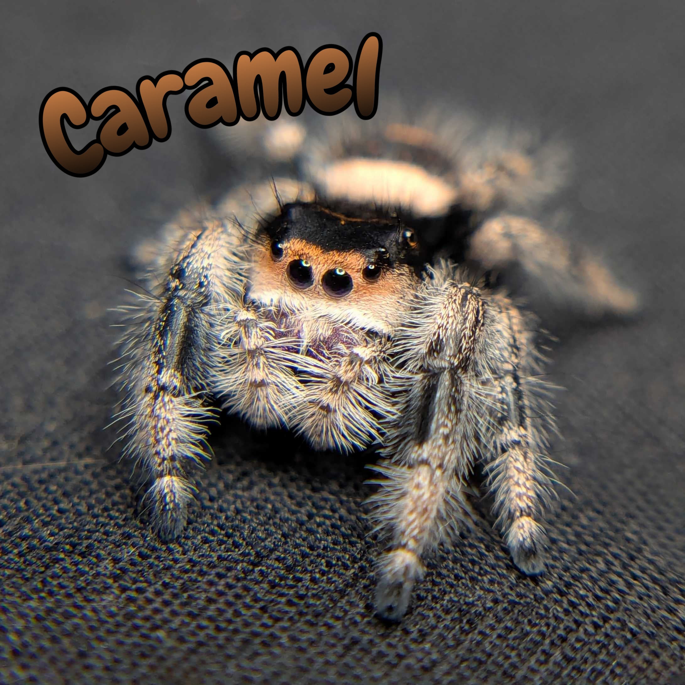 Regal Jumping Spider "Caramel"