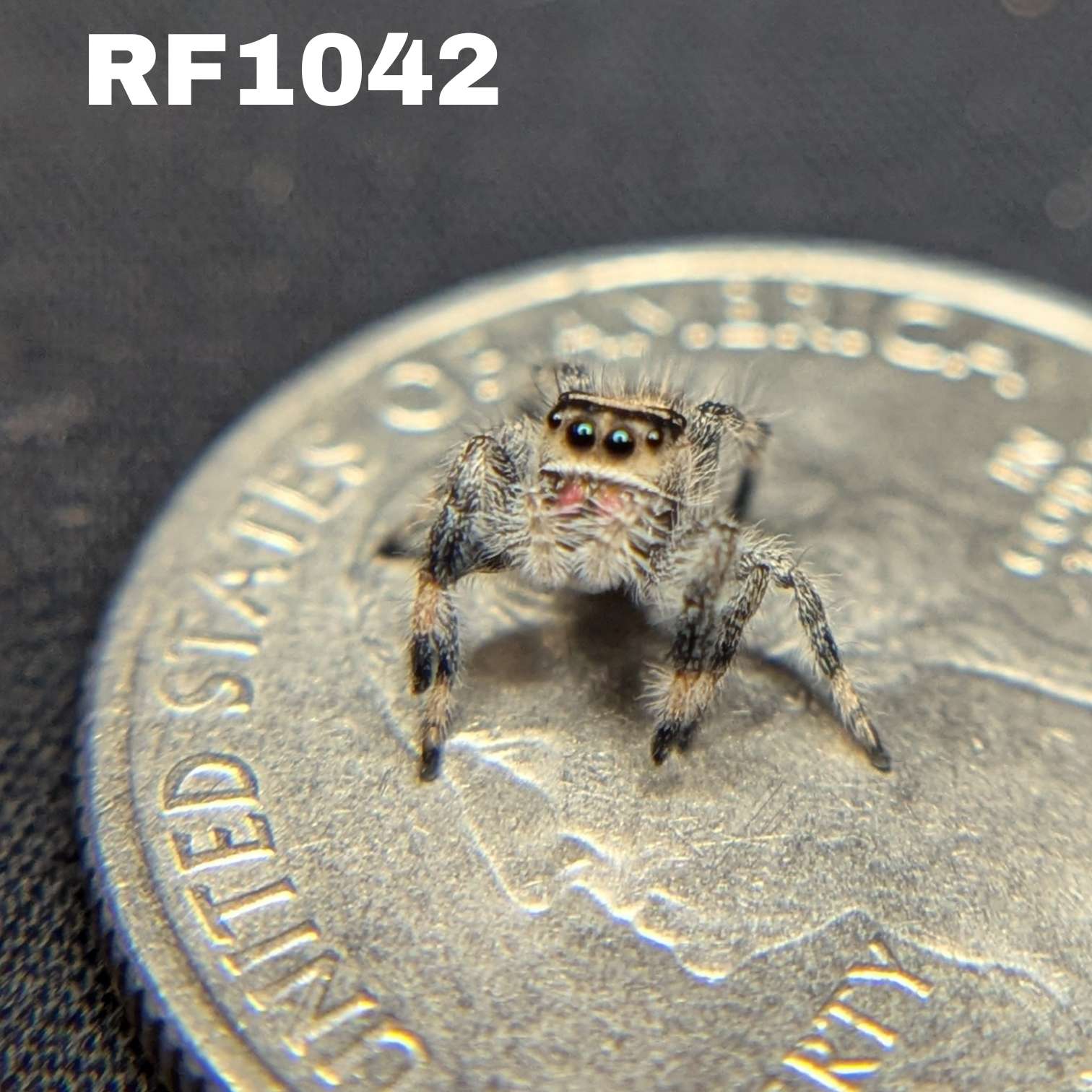 Regal Jumping Spider “Pudding”