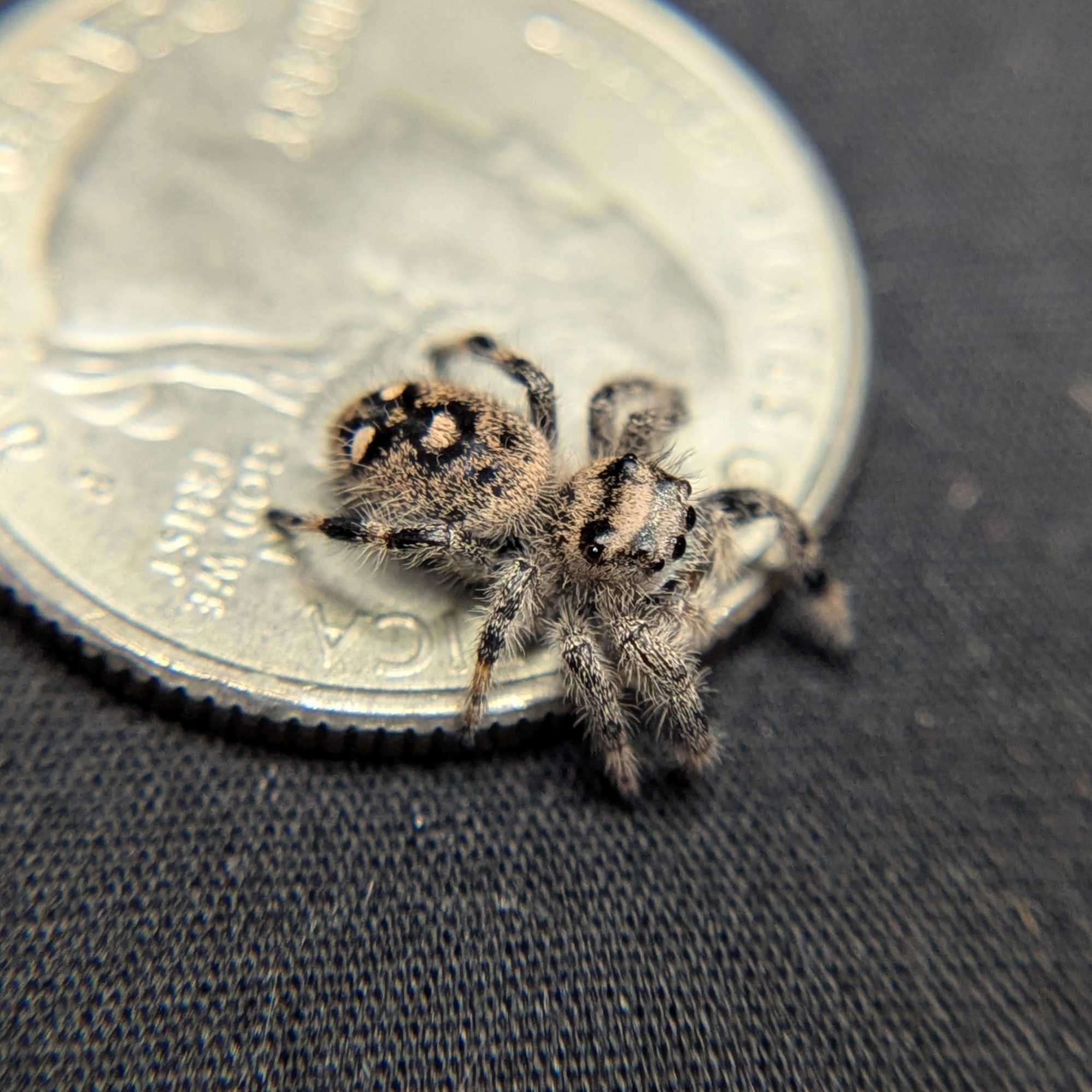 Regal Jumping Spider "Tart"