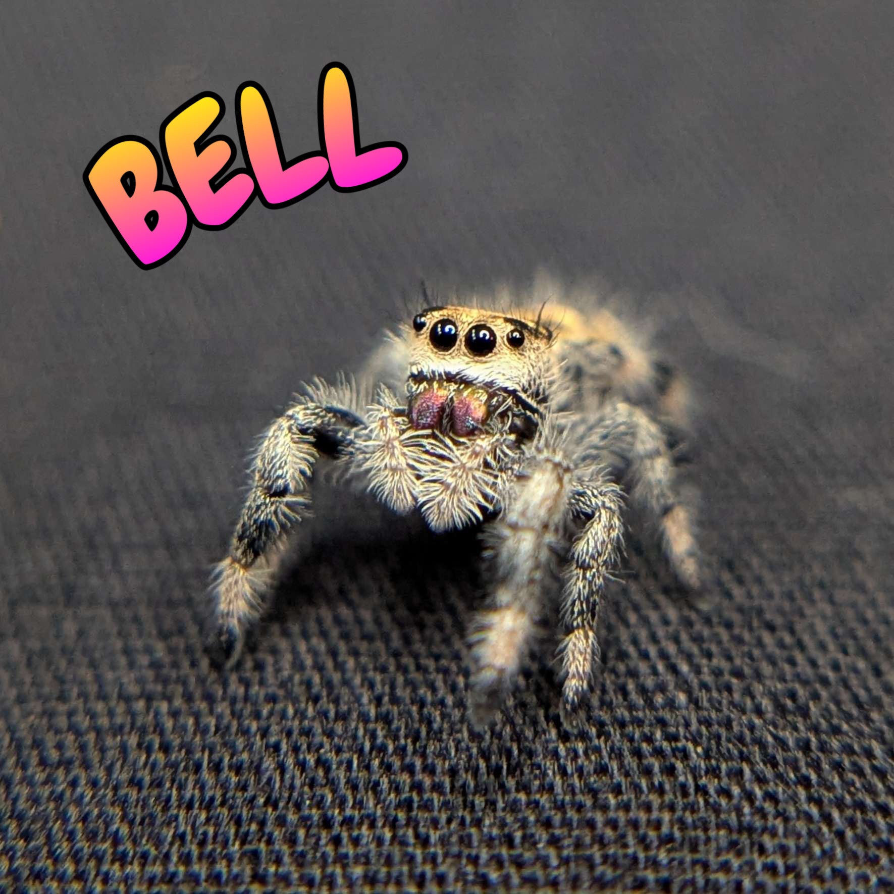 Regal Jumping Spider "Bell"