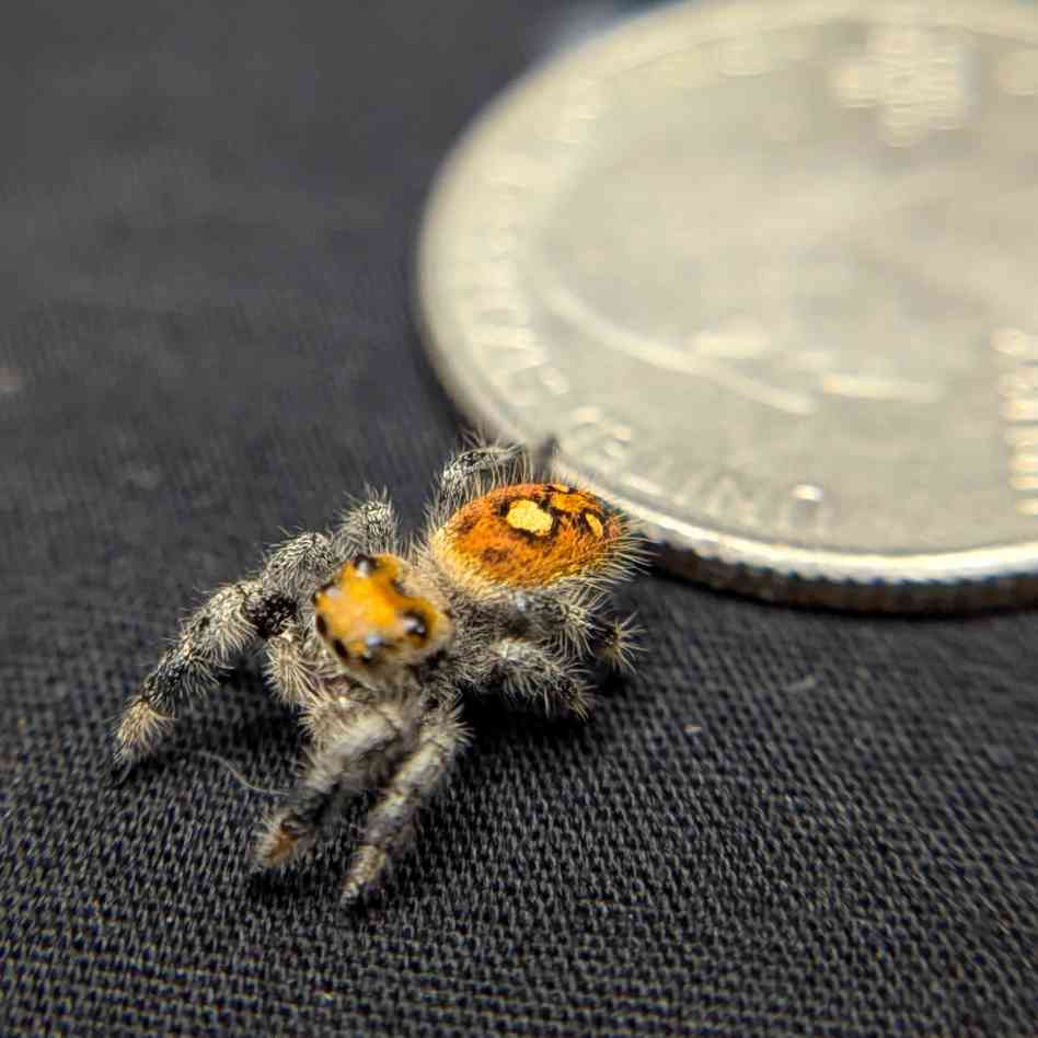 Regal Jumping Spider "Crimson"