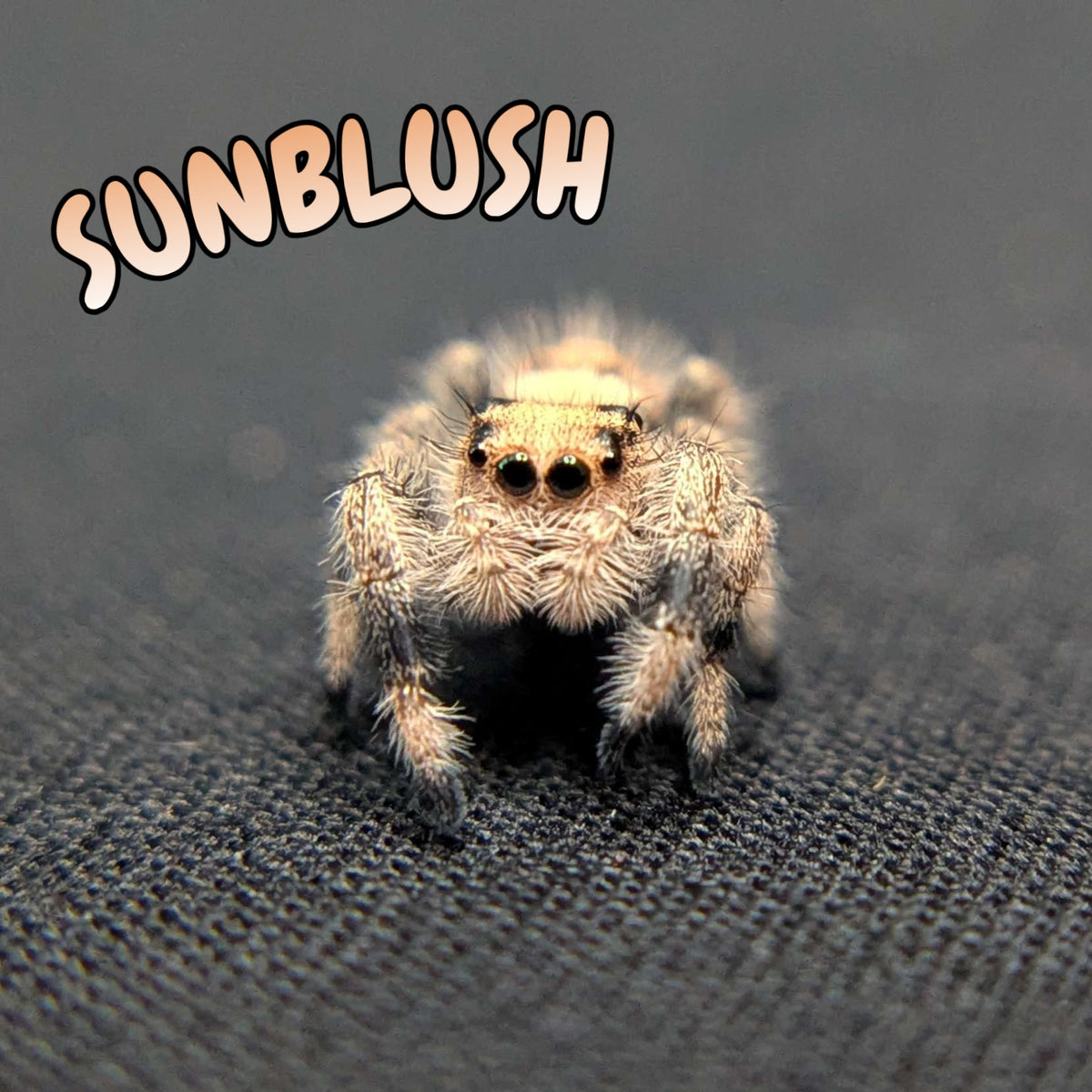 Regal Jumping Spider "Sunblush"