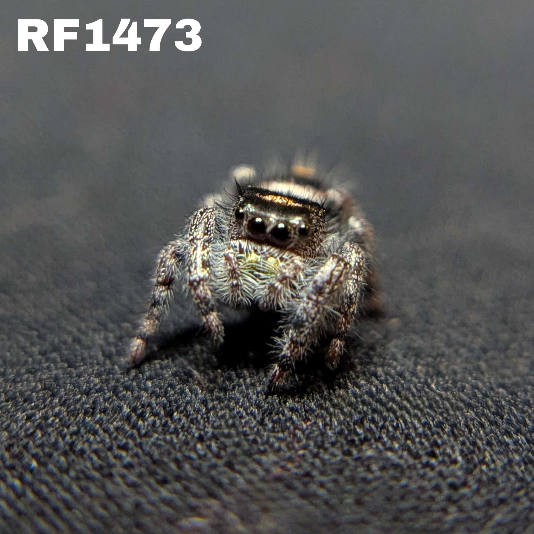 Regal Jumping Spider "Bean"