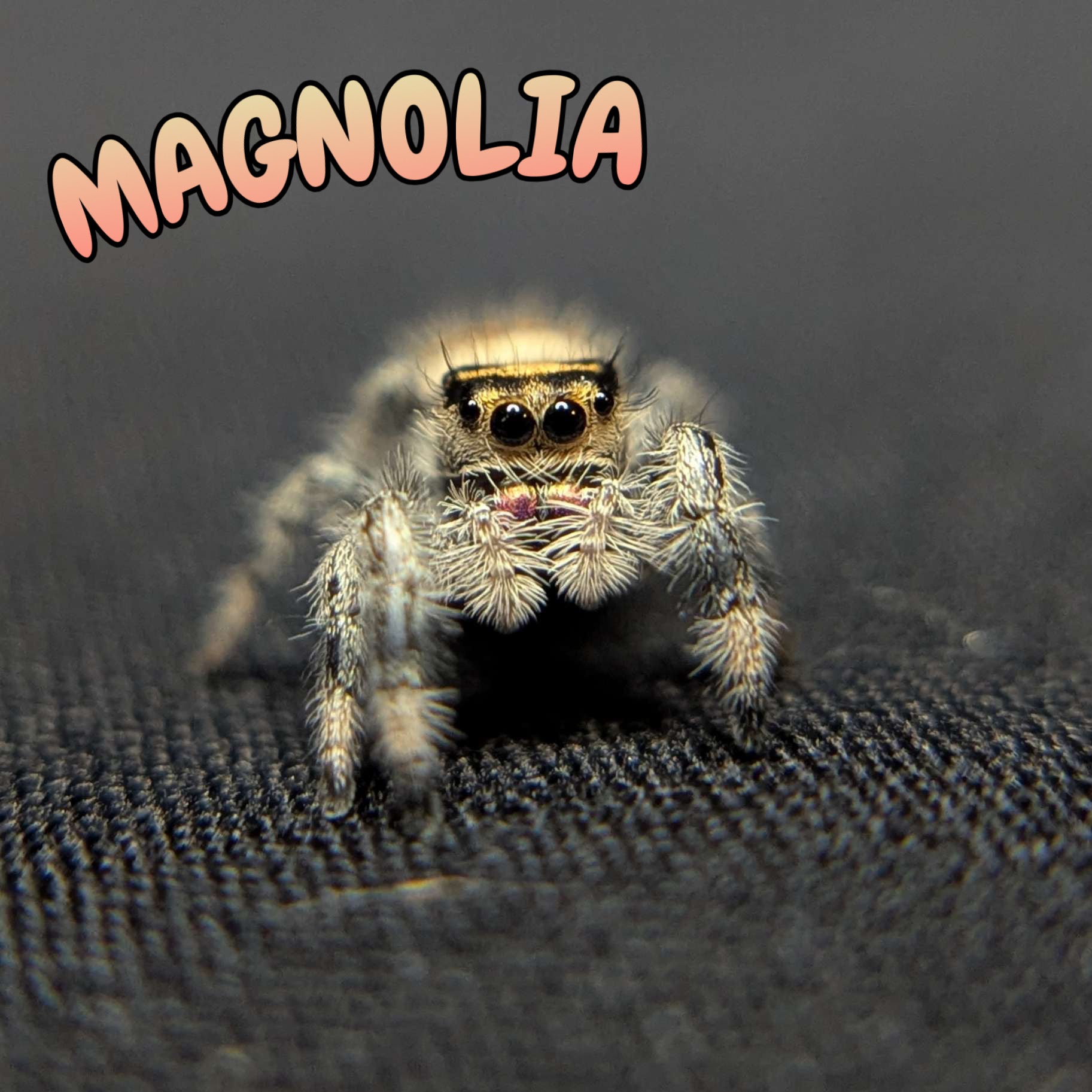 Regal Jumping Spider “Magnolia”