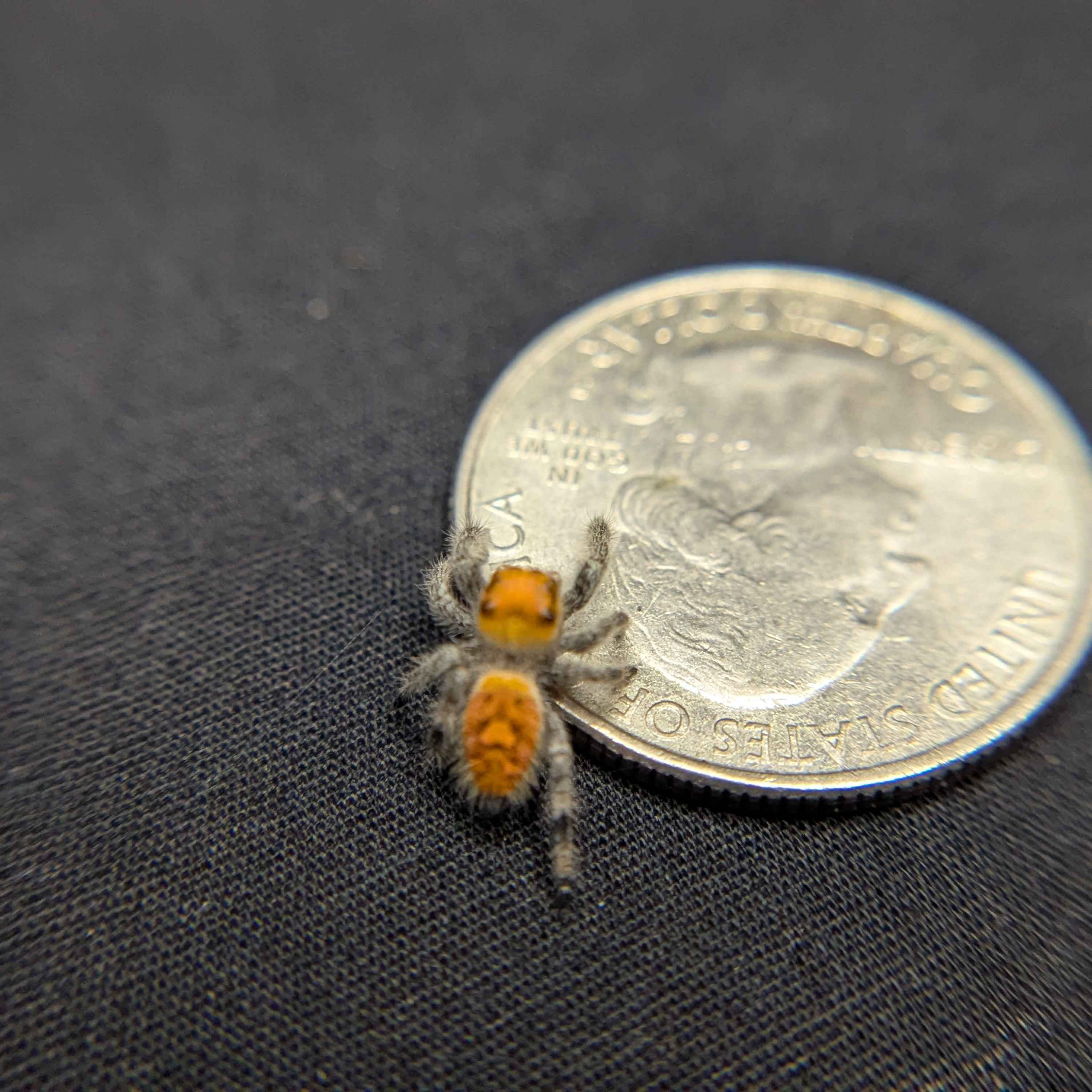 Regal Jumping Spider "Crimson"
