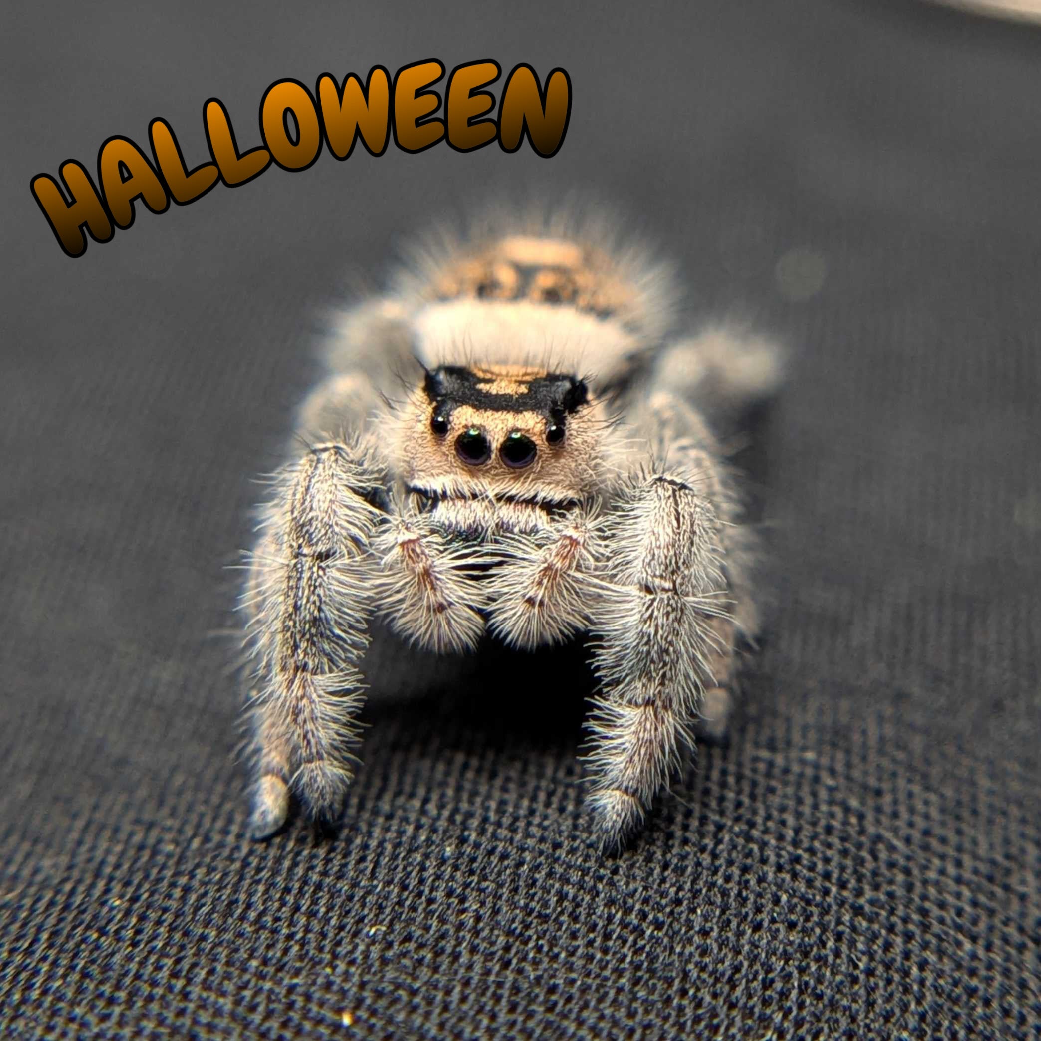 Female Regal Jumping Spider Halloween