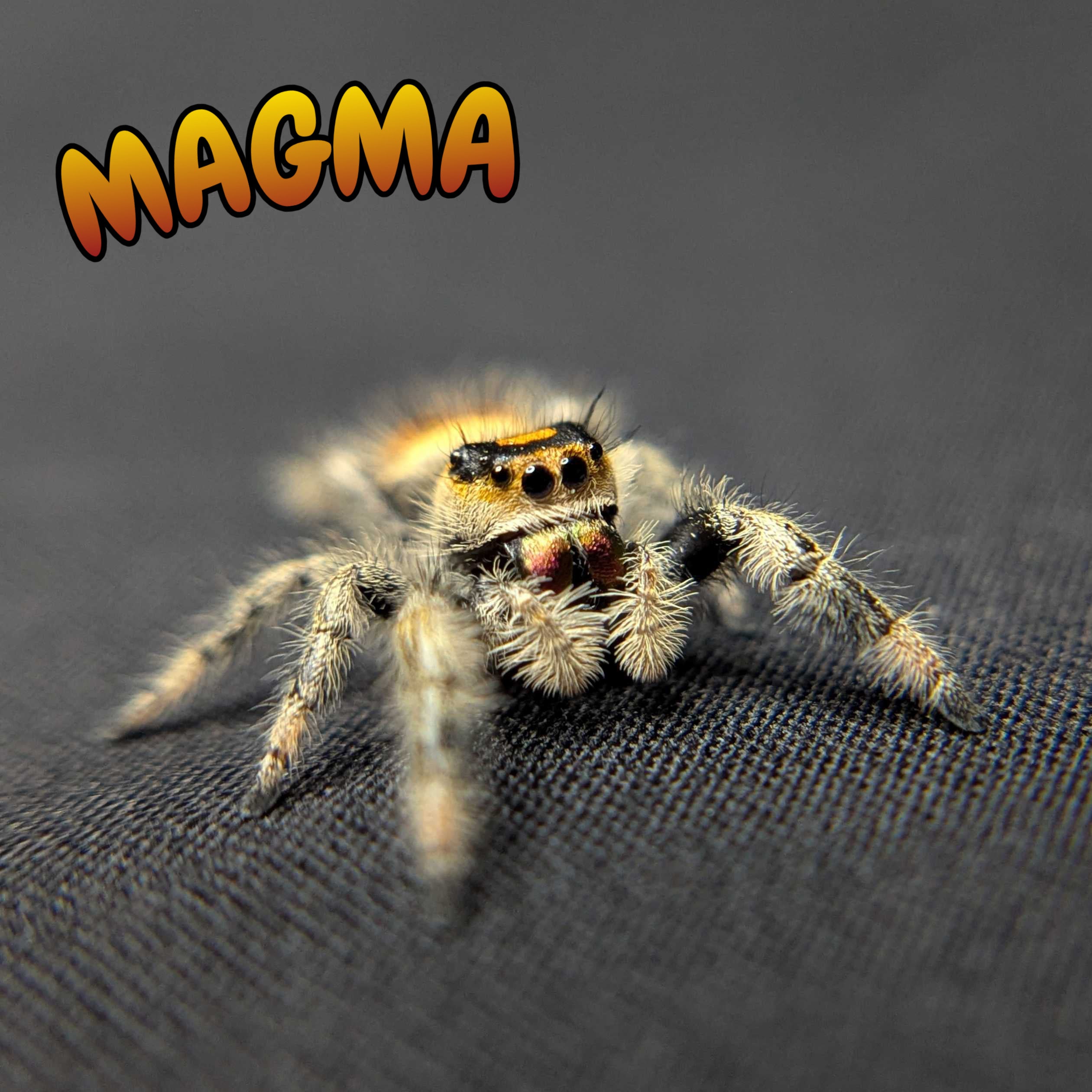 Regal Jumping Spider “Magma”