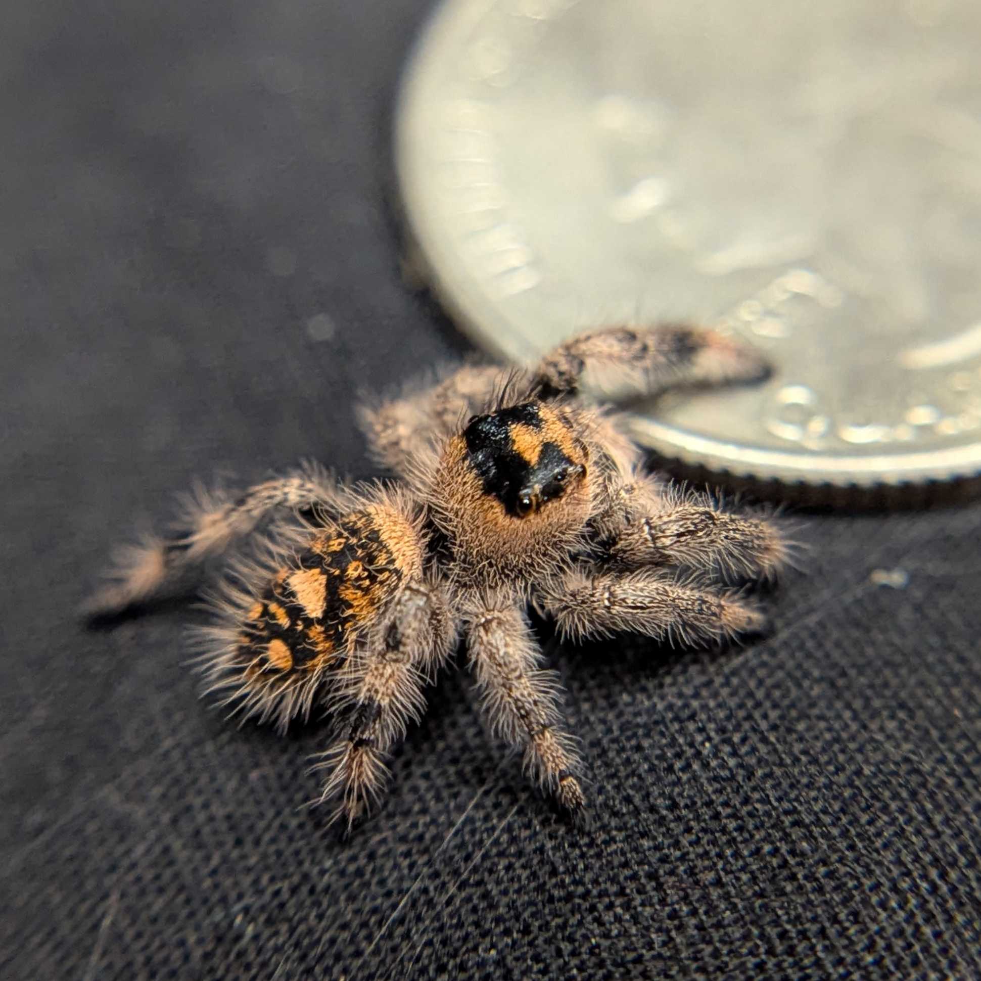 Regal Jumping Spider "Jasmine"