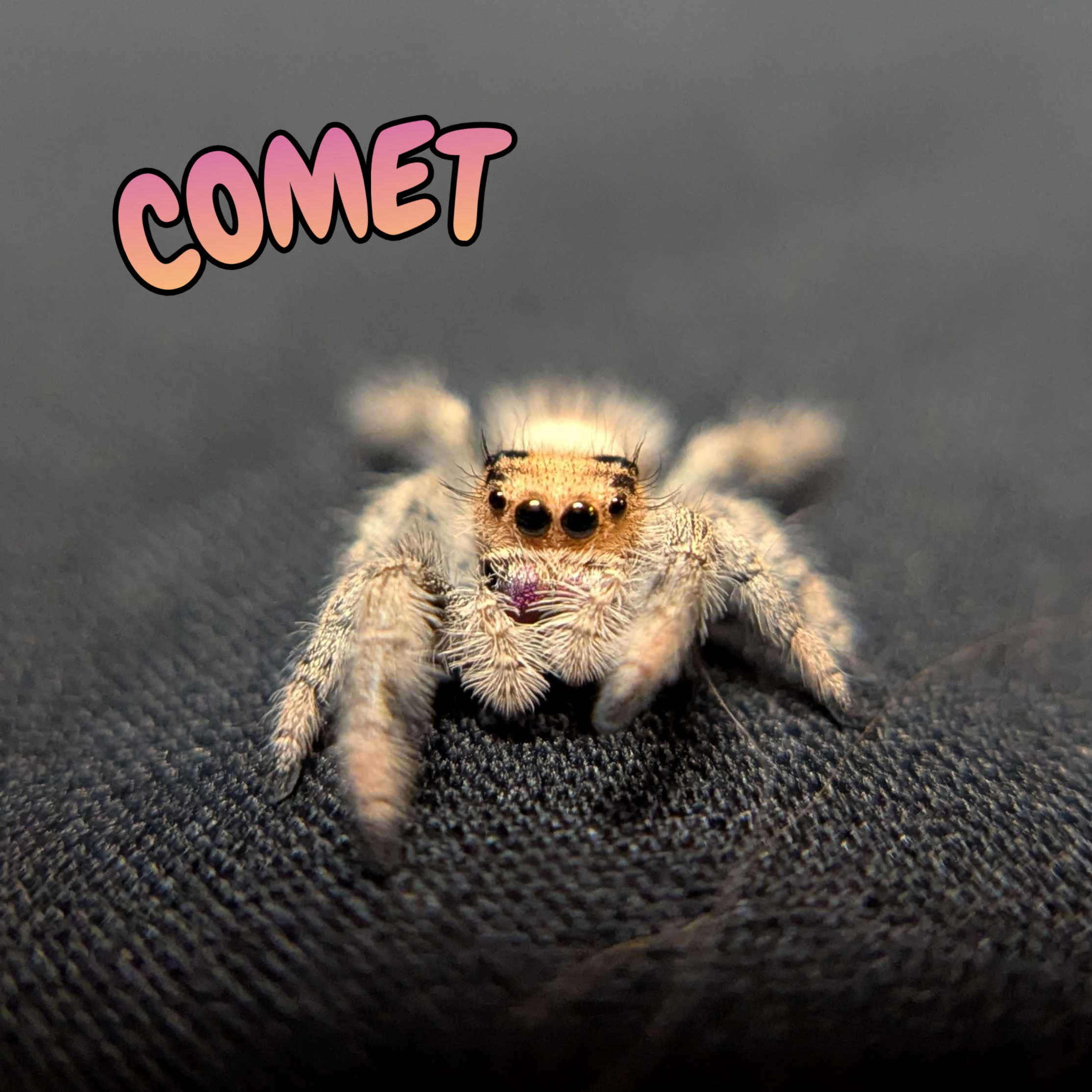 Regal Jumping Spider "Comet"