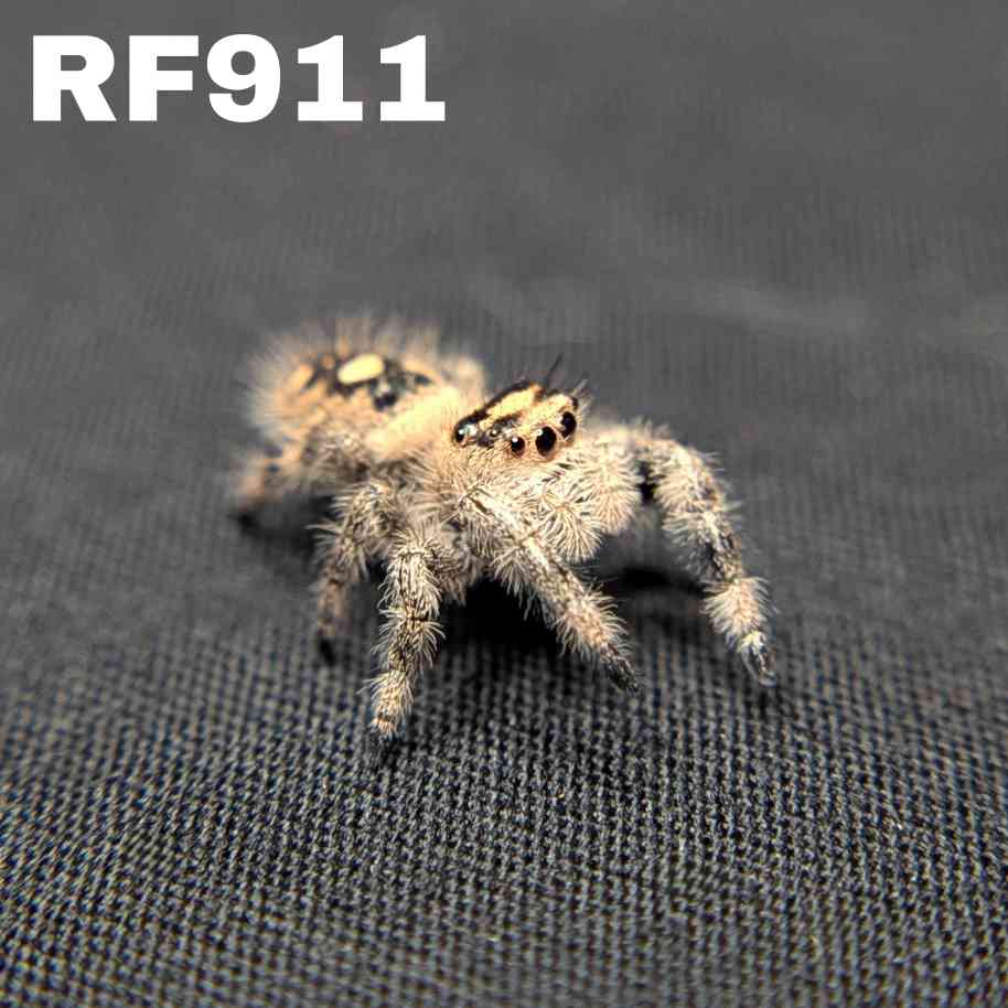 Regal Jumping Spider "Barley"