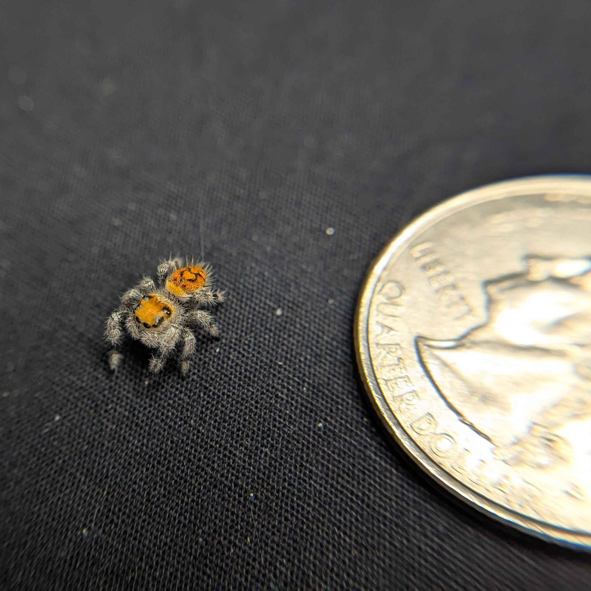 Regal Jumping Spider "Banana"