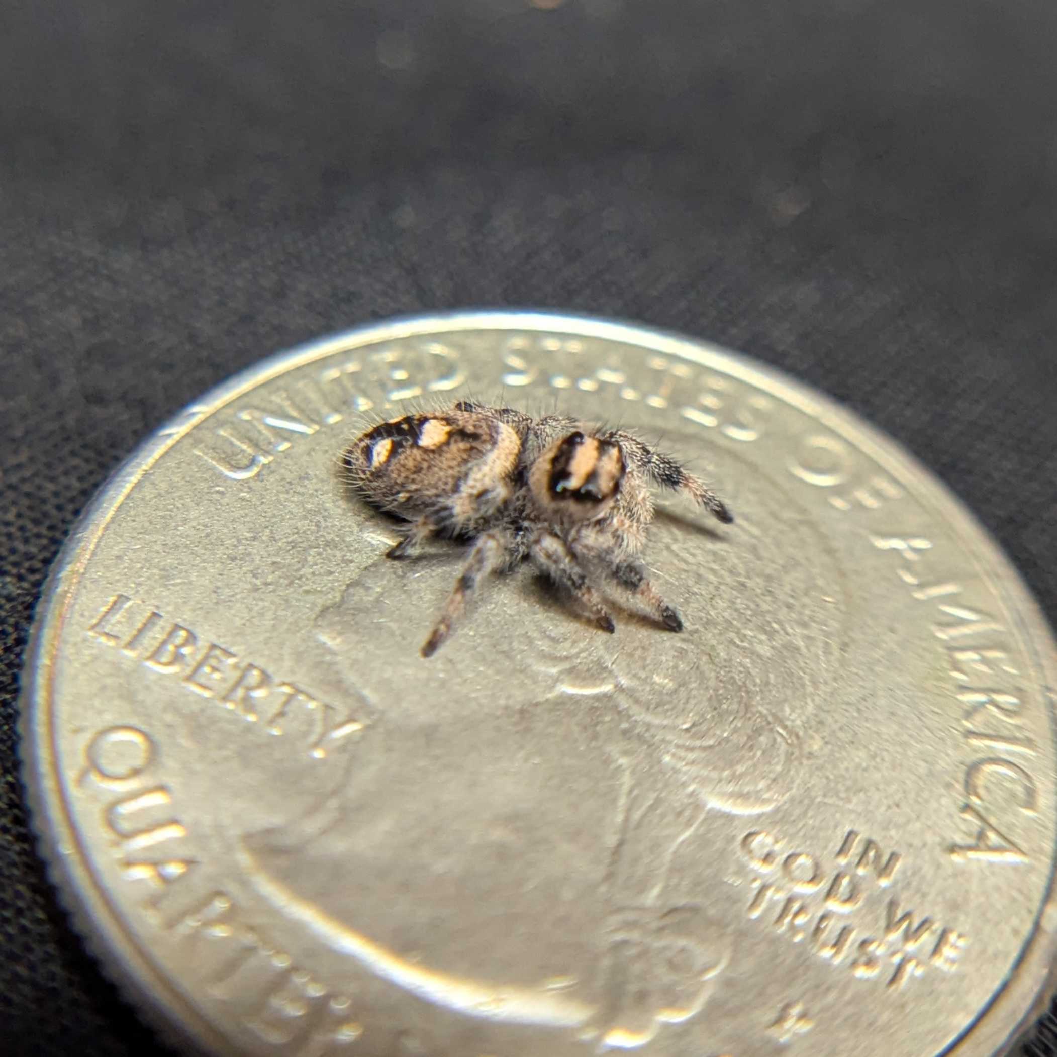 Regal Jumping Spider “Dosidos”
