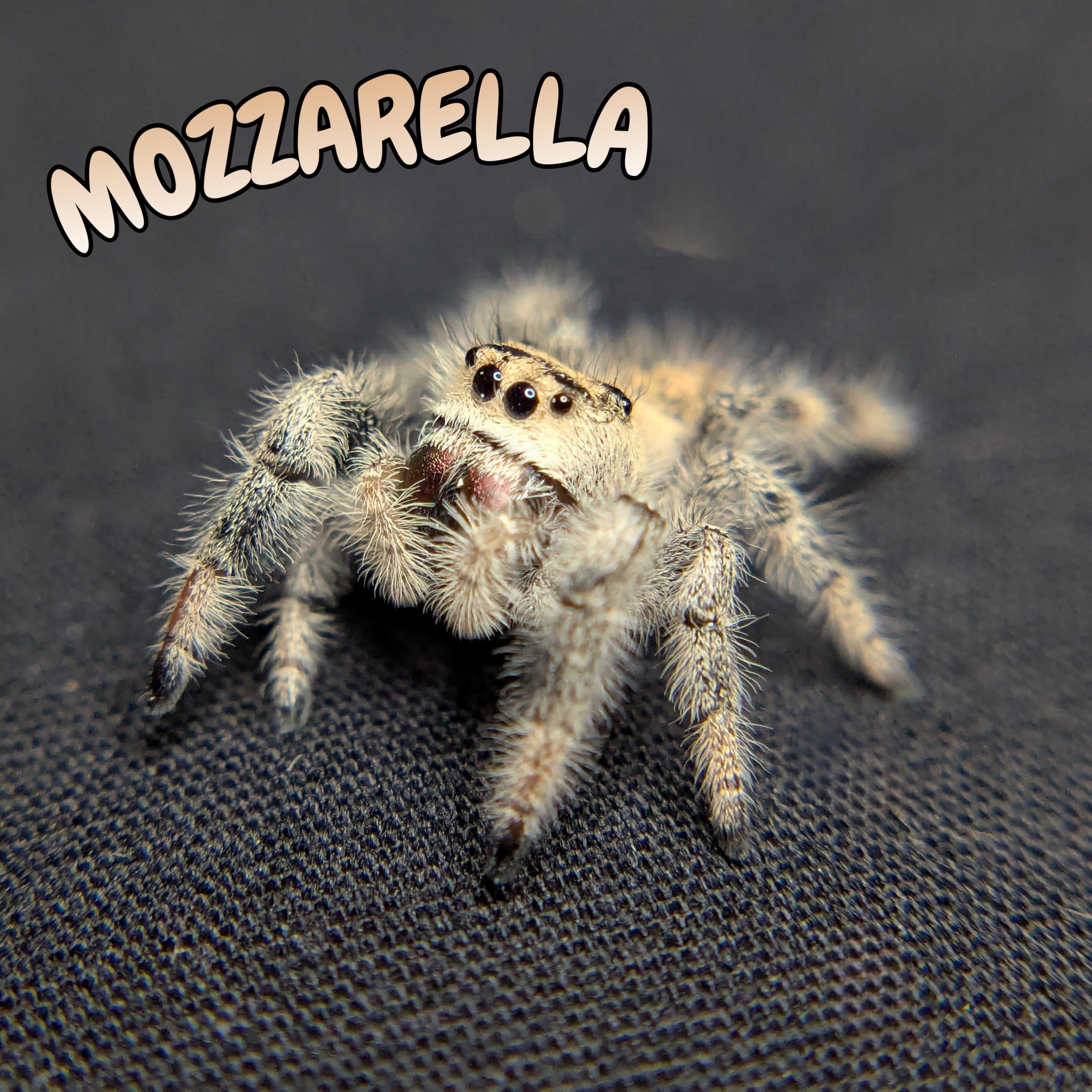 Regal Jumping Spider "Mozzarella"