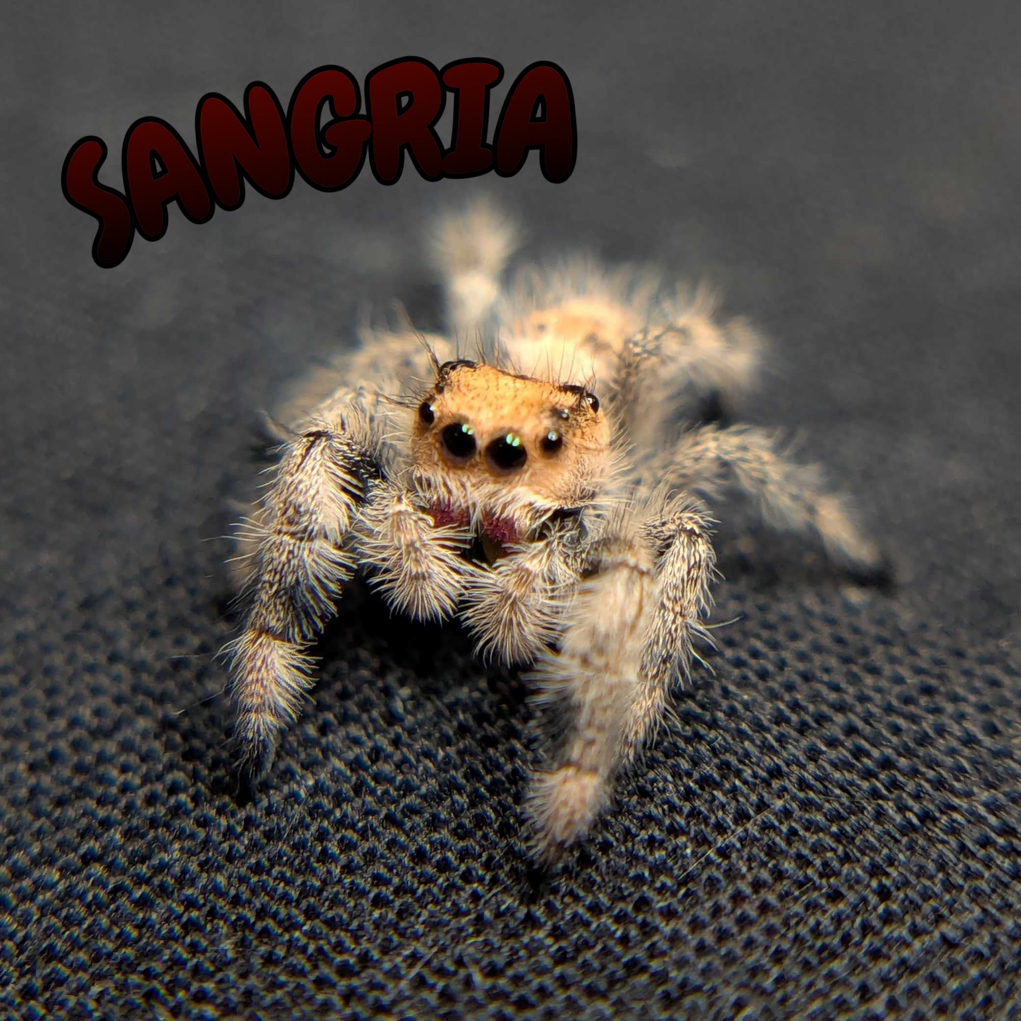 Regal Jumping Spider “Sangria”