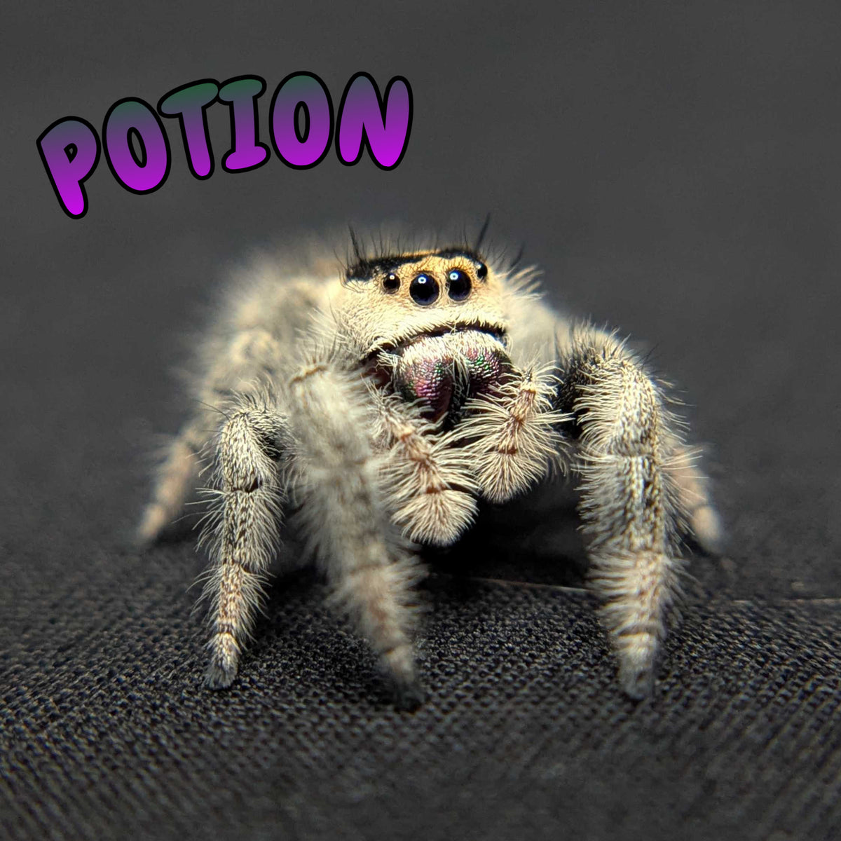 Regal Jumping Spider “Potion”