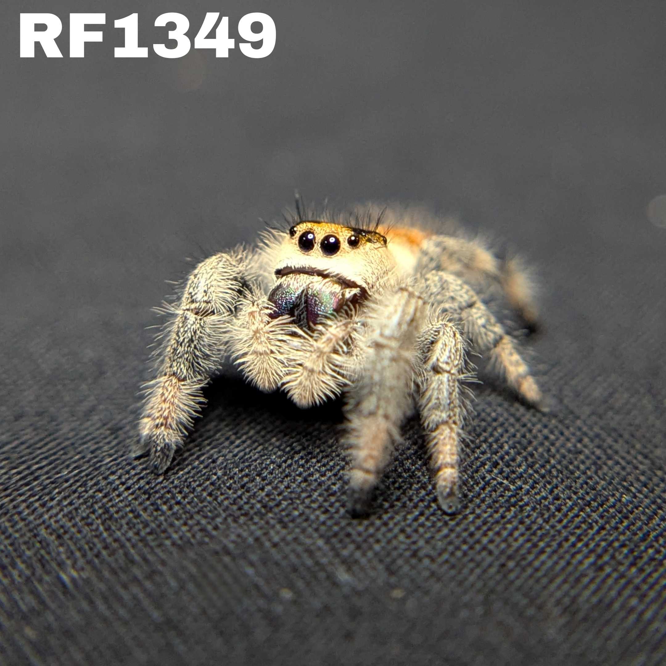 Regal Jumping Spider "Citrus Twist"