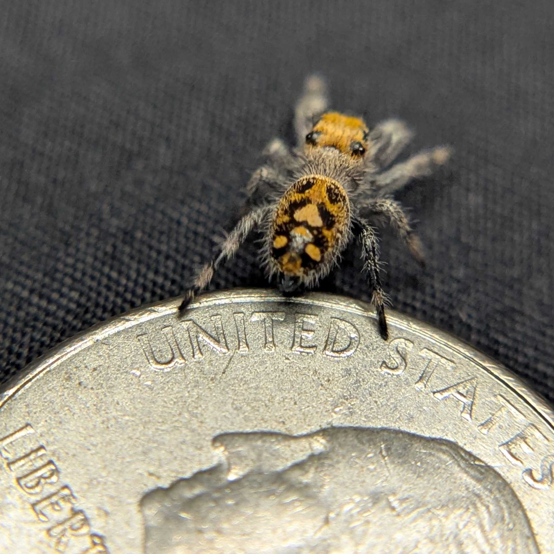 Regal Jumping Spider "Pink"