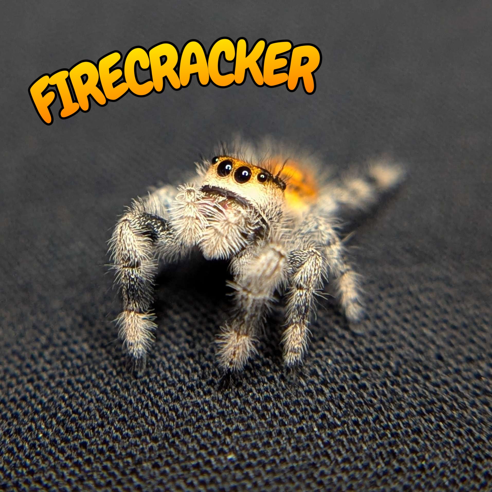 Regal Jumping Spider "Firecracker"
