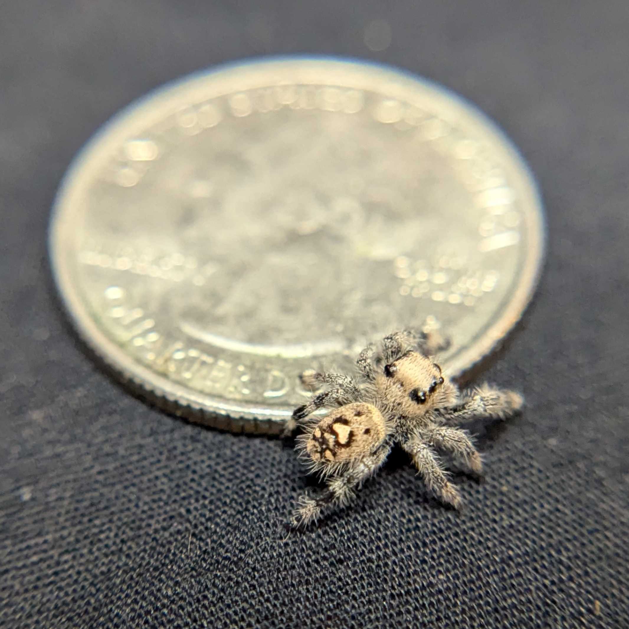 Regal Jumping Spider "Shimmer"