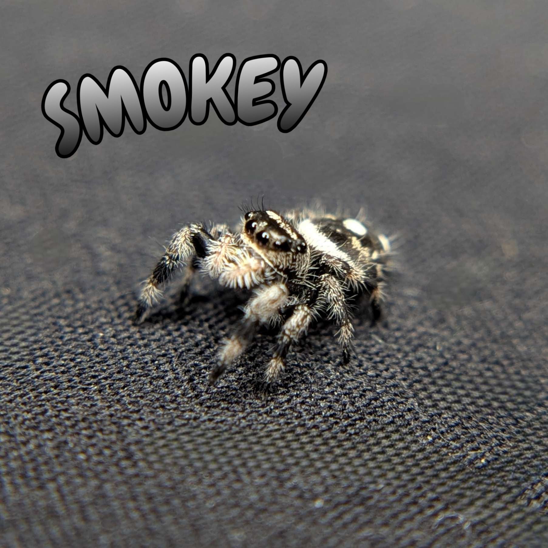 Regal Jumping Spider "Smokey"