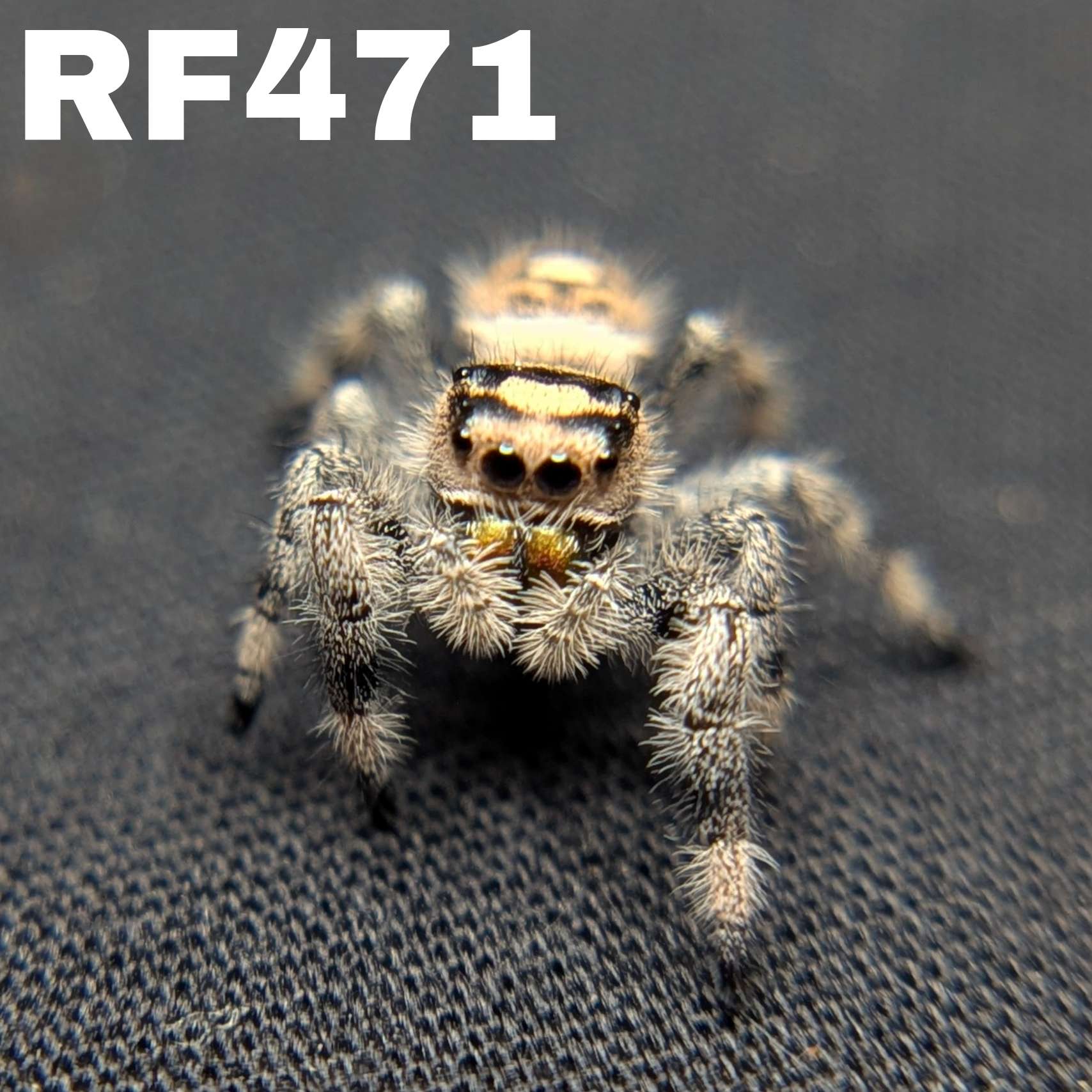 Regal Jumping Spider "Bell"