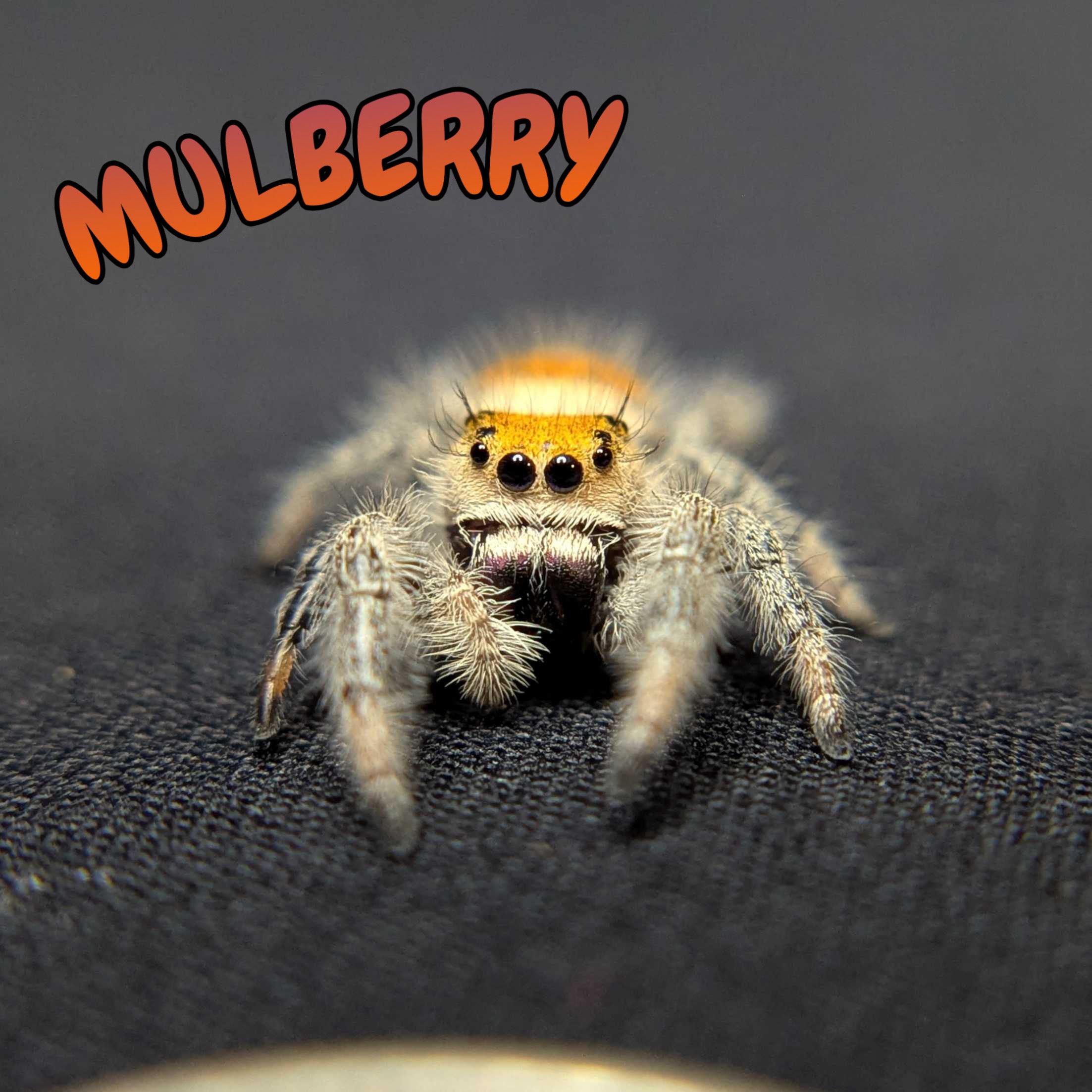 Regal Jumping Spider "Mulberry"