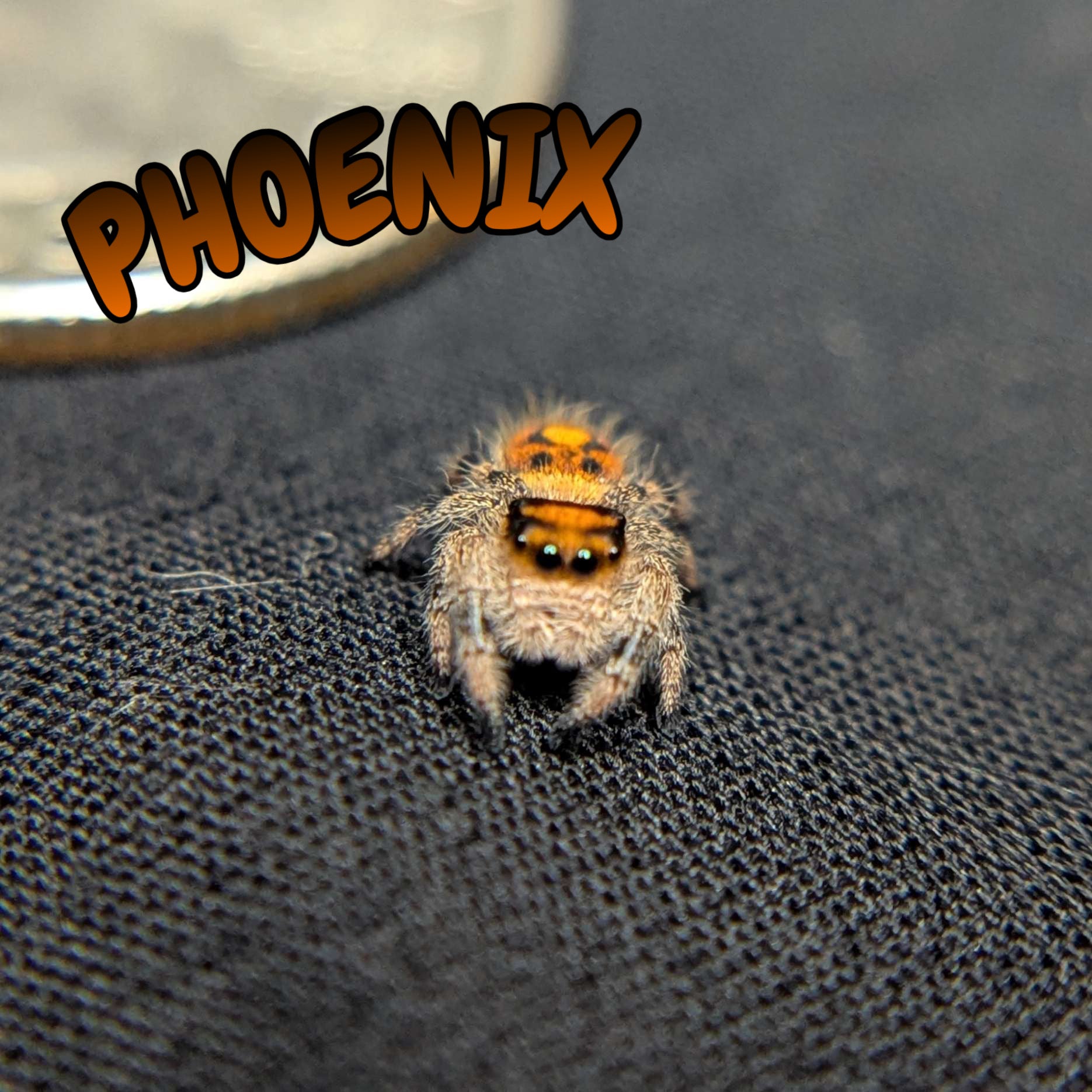 Regal Jumping Spider “Phoenix”
