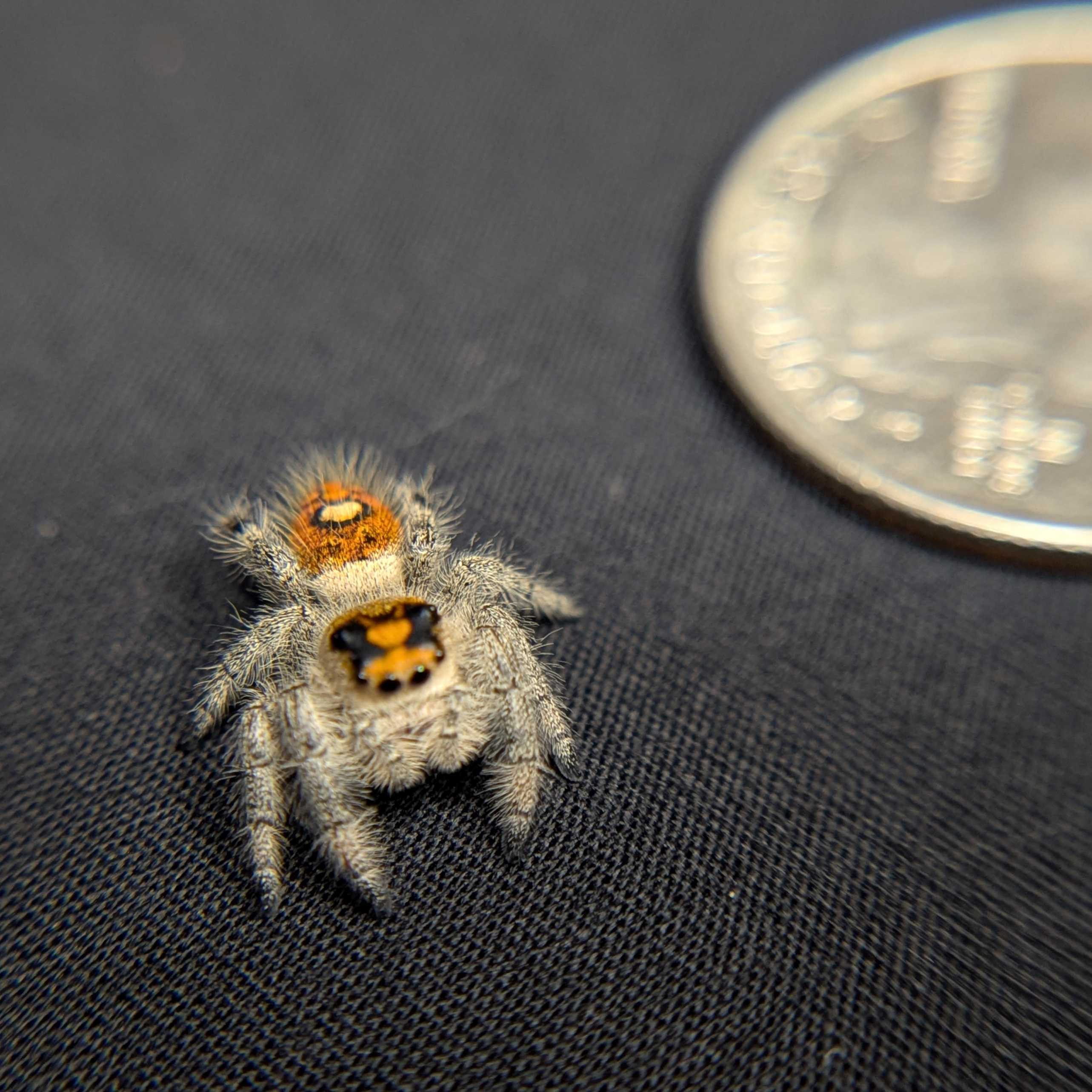 Regal Jumping Spider "Charm"