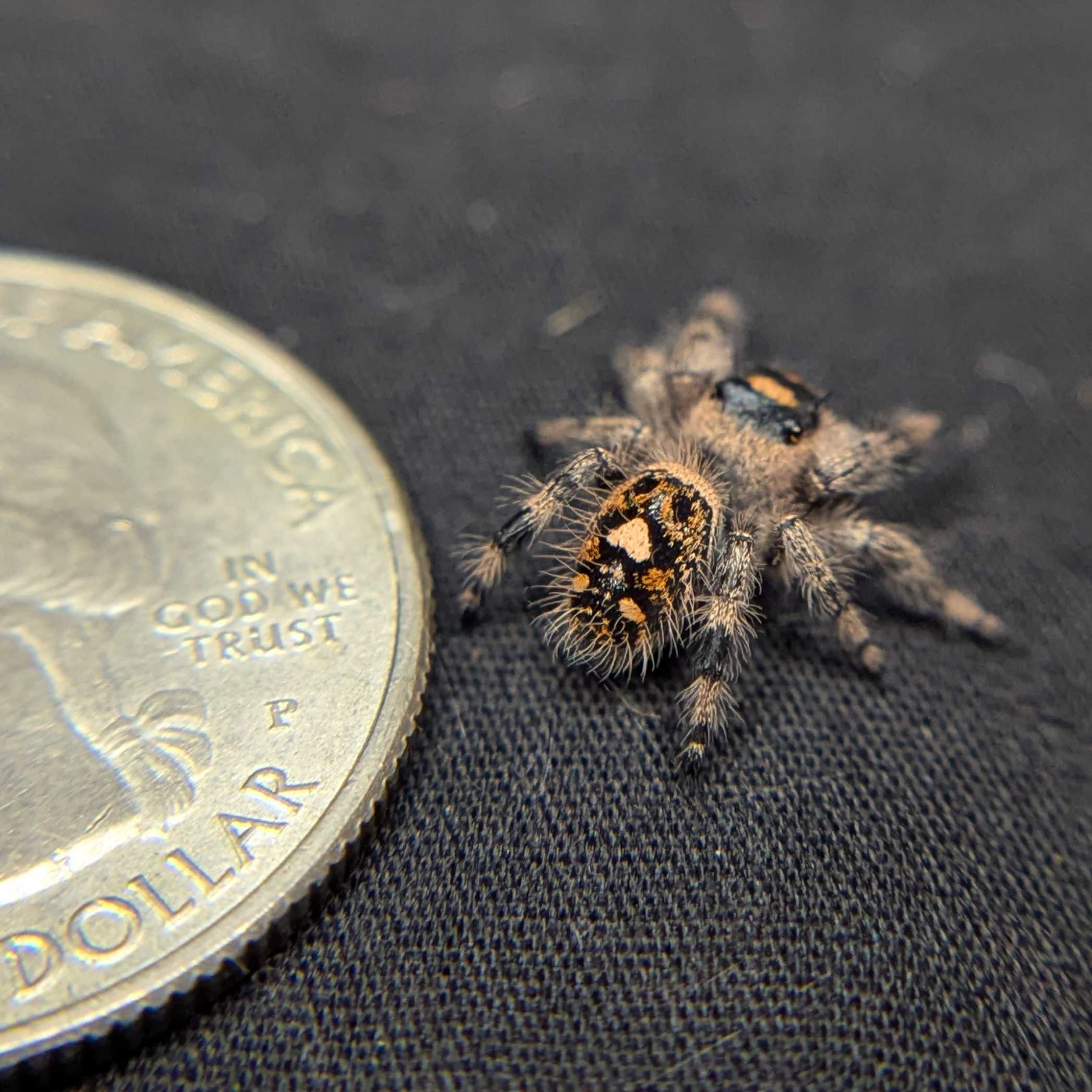 Regal Jumping Spider “Peanut Butter”