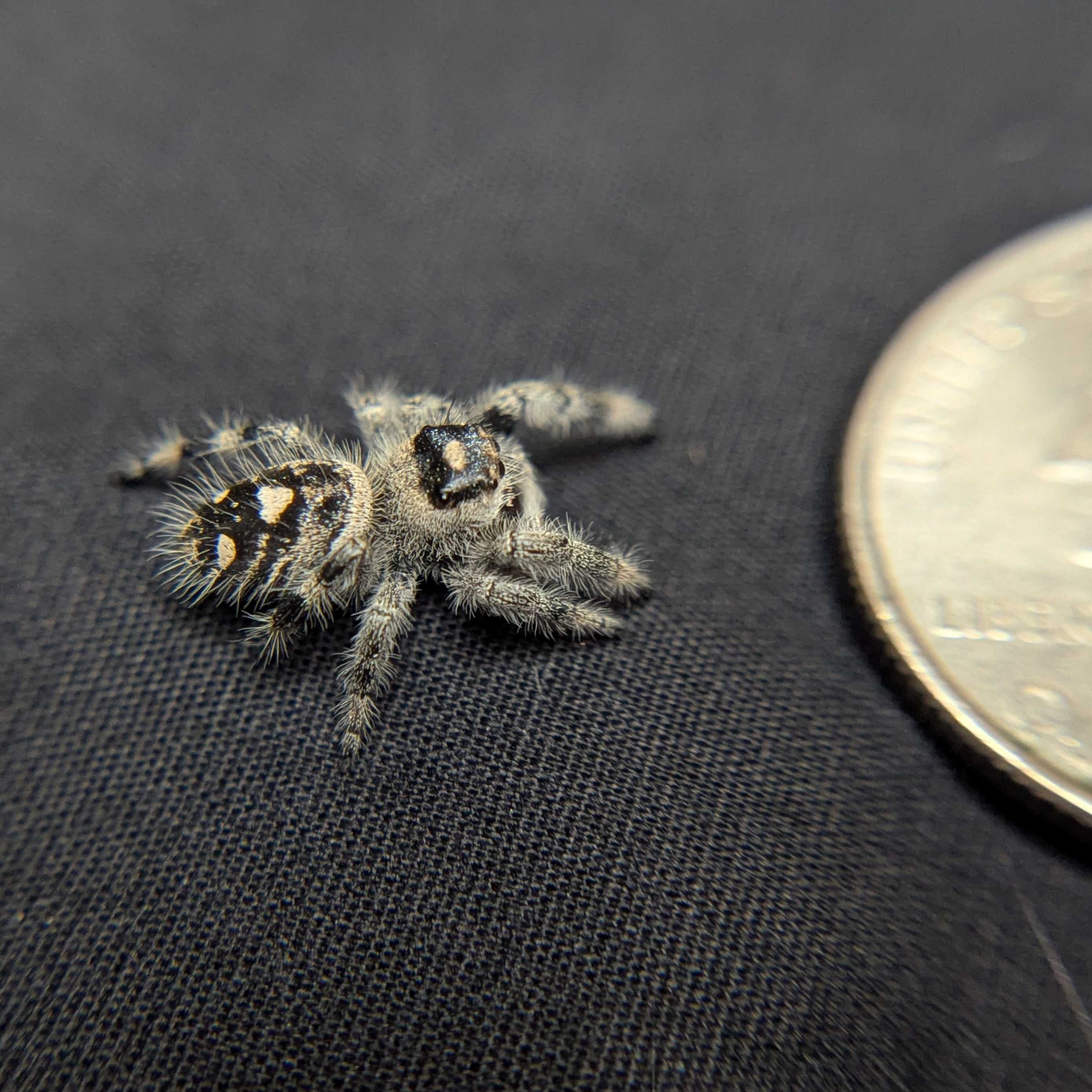 Regal Jumping Spider "Sprinkle"