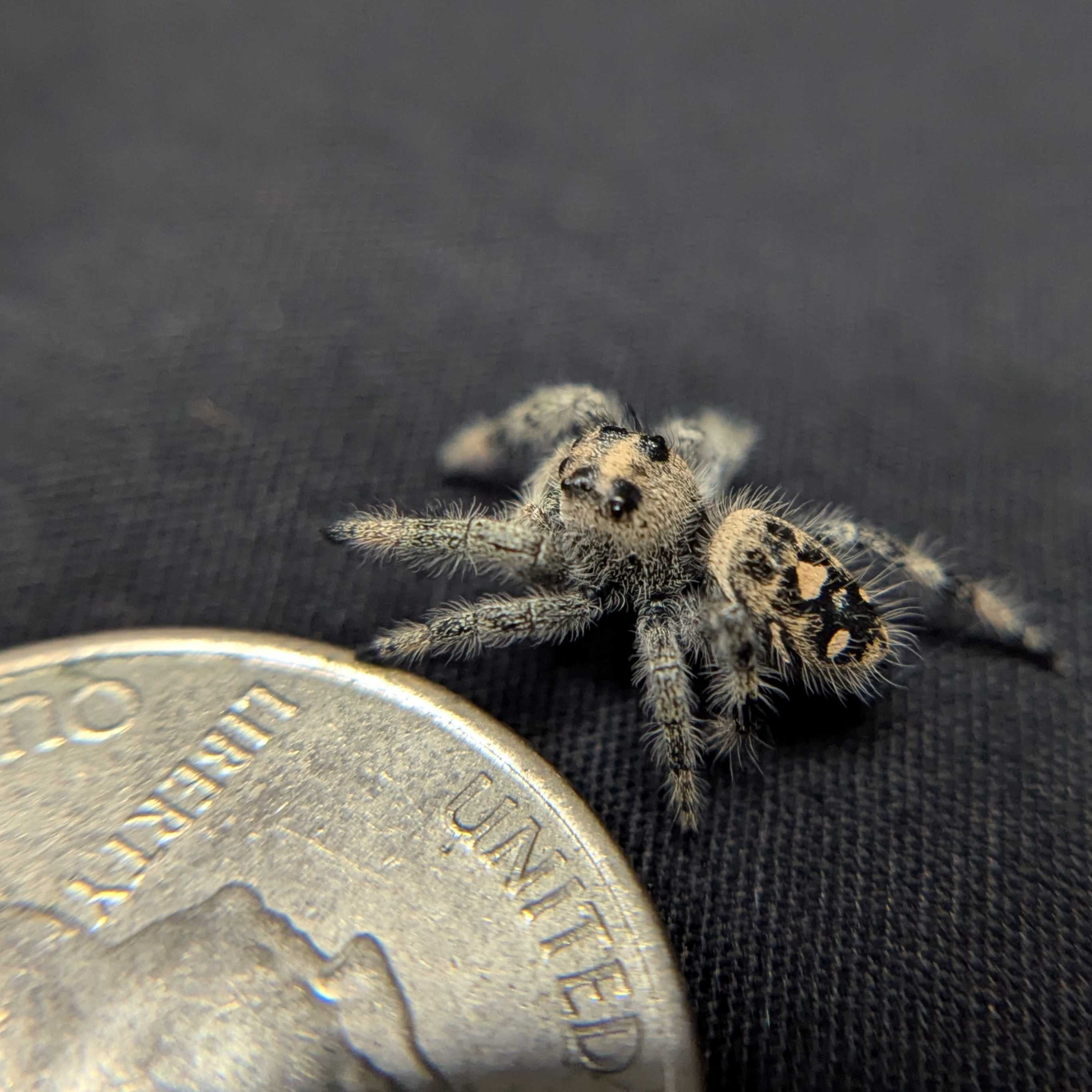 Regal Jumping Spider "Lemondrop"