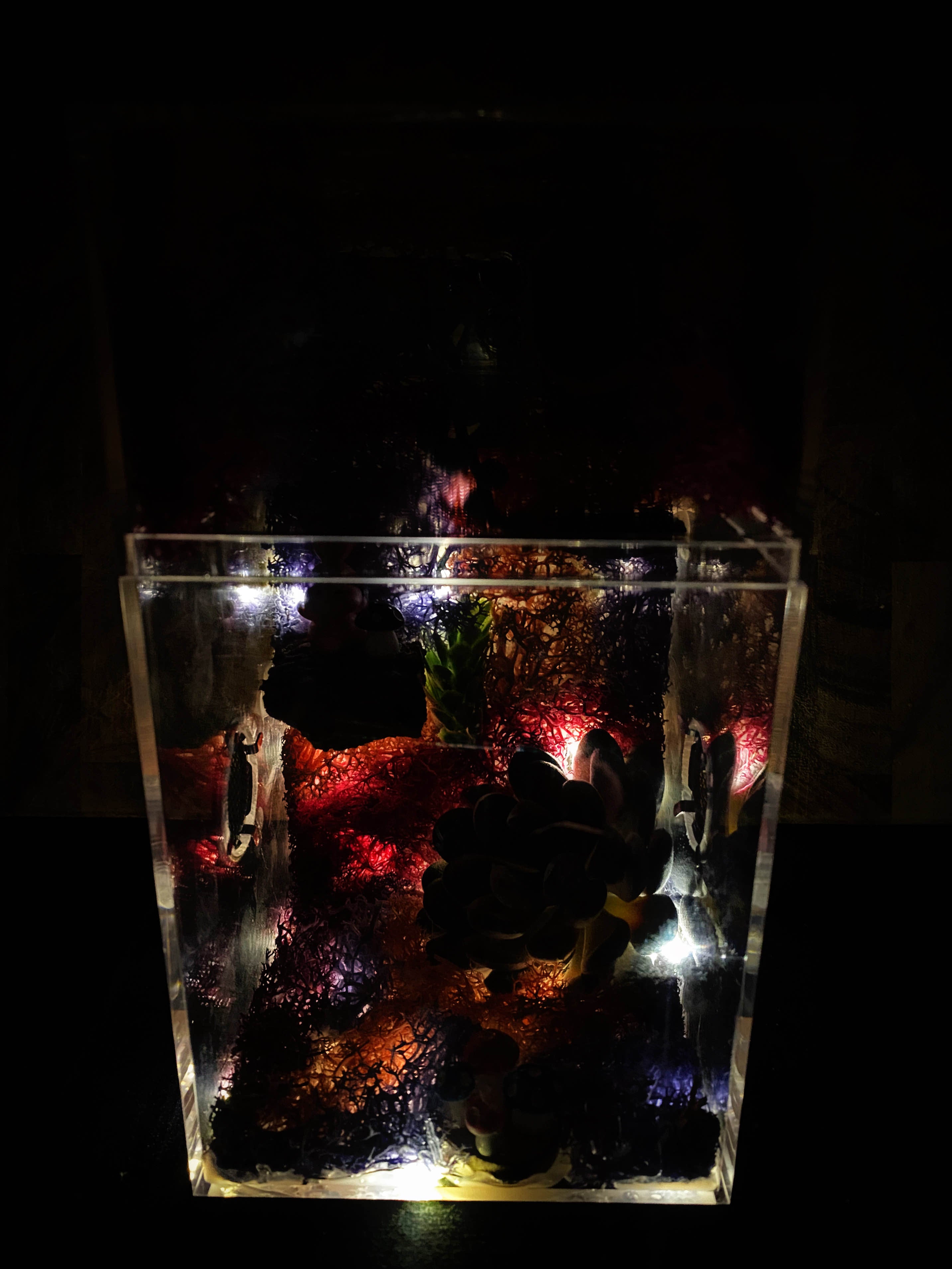 ~Fairy Lights~ Custom Jumping Spider Enclosure