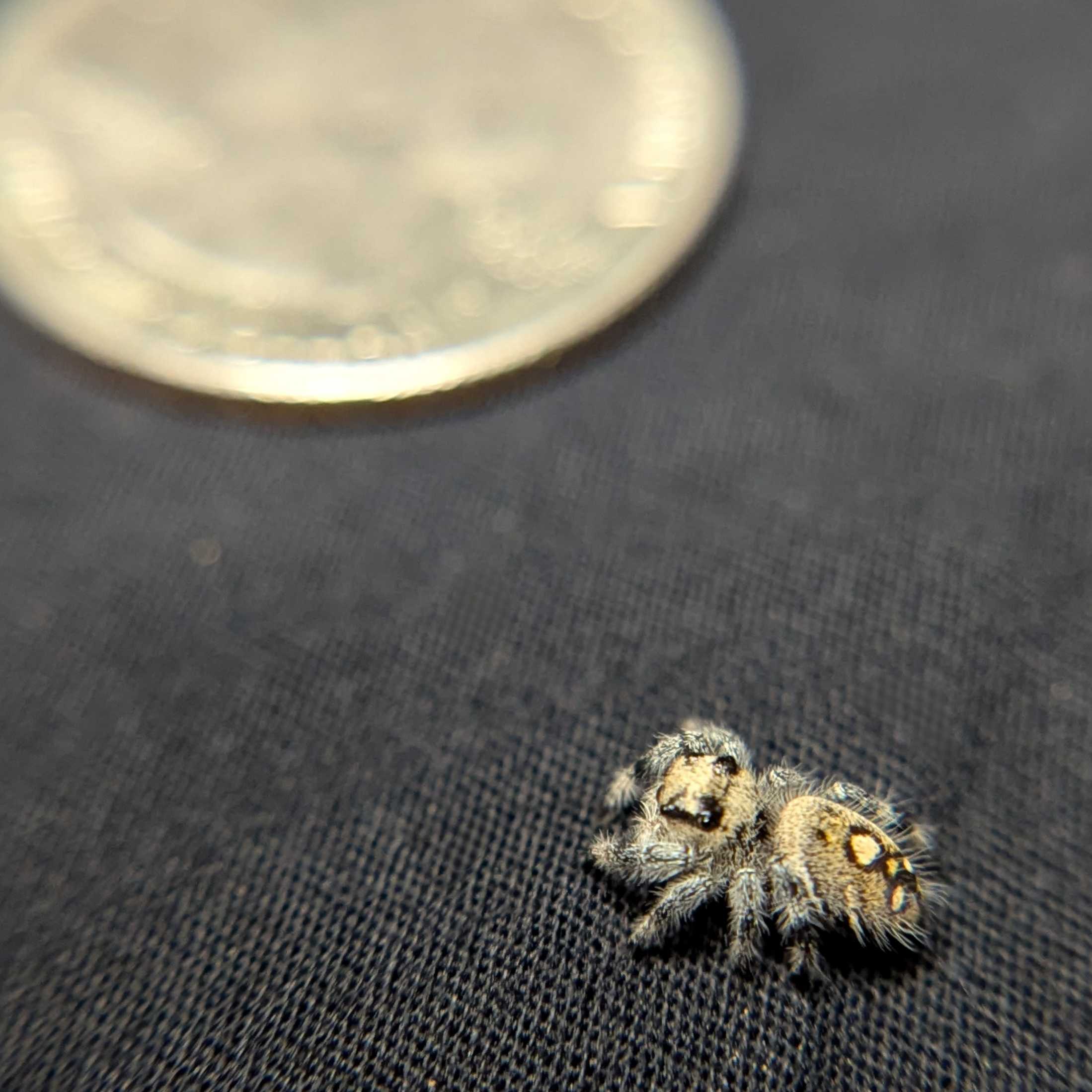 Regal Jumping Spider "Pixie"