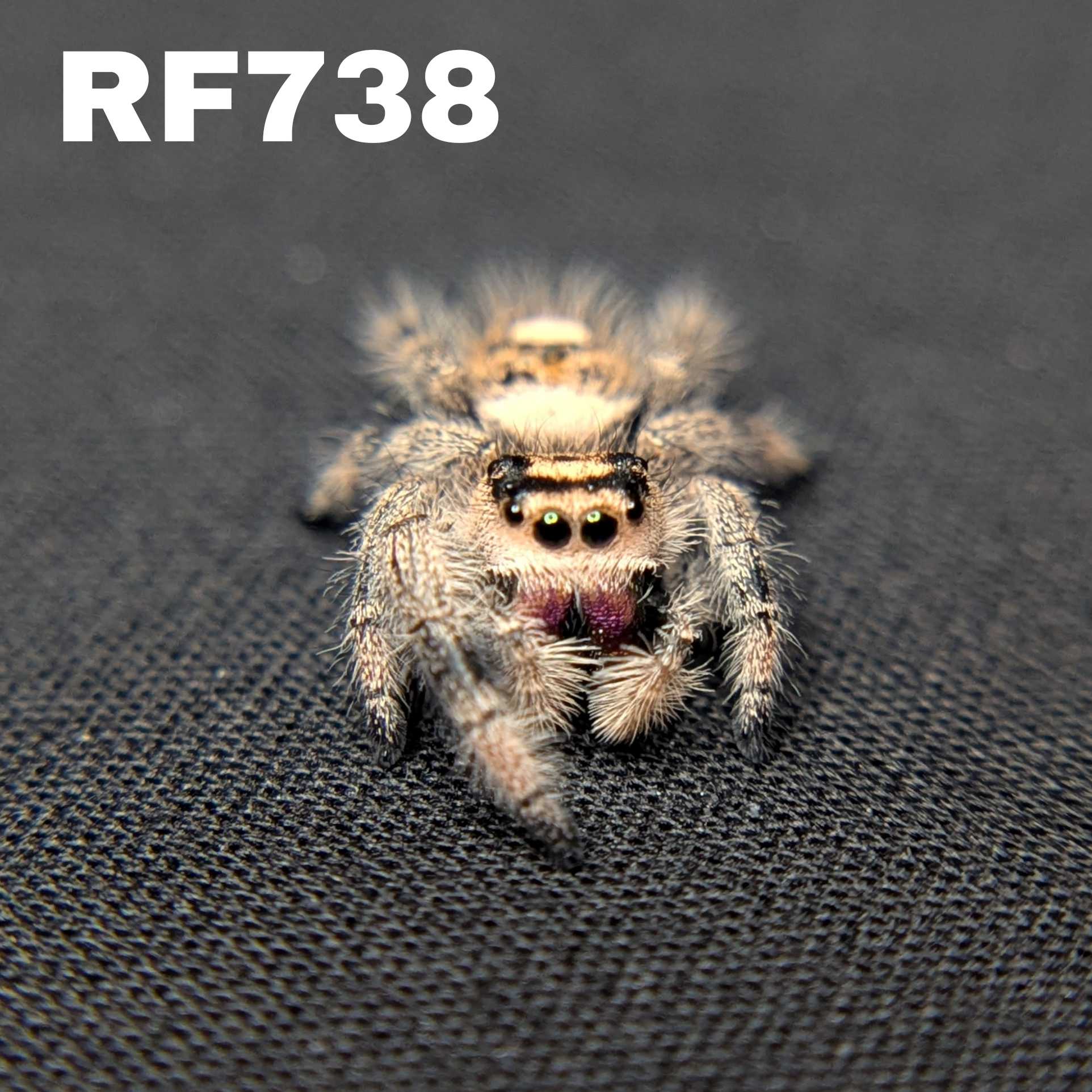 Regal Jumping Spider "Magenta"