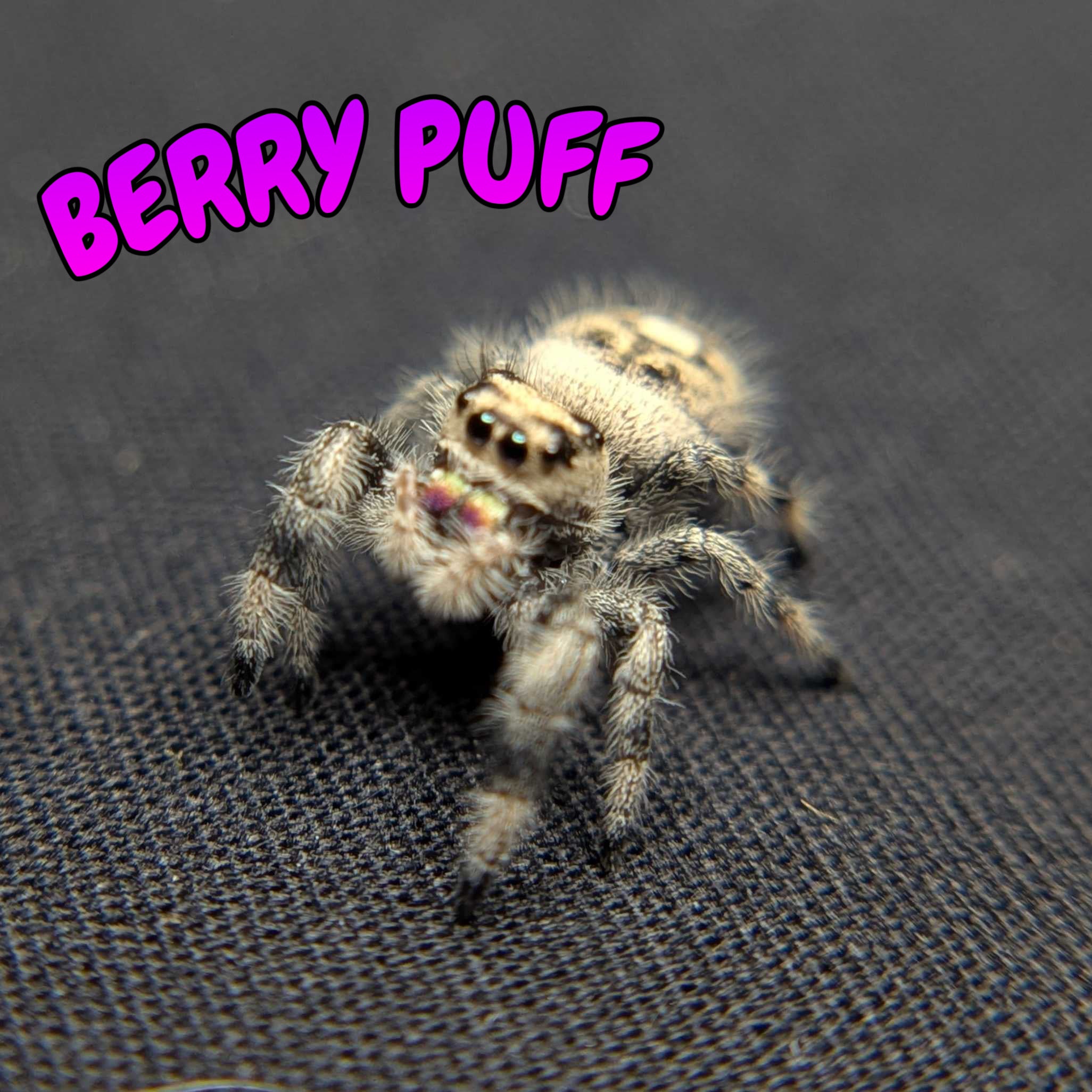Regal Jumping Spider "Berry Puff"