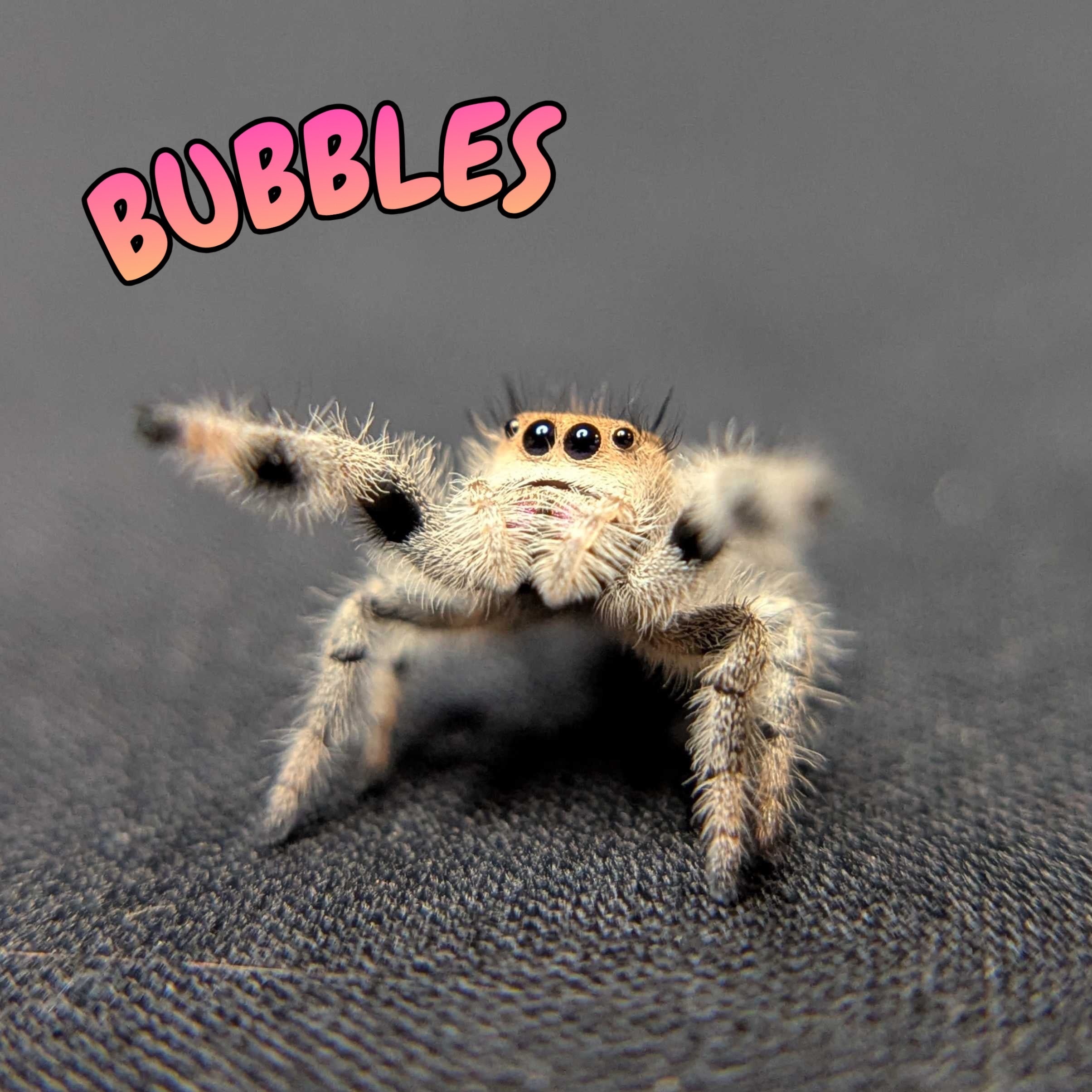 Regal Jumping Spider "Bubbles"