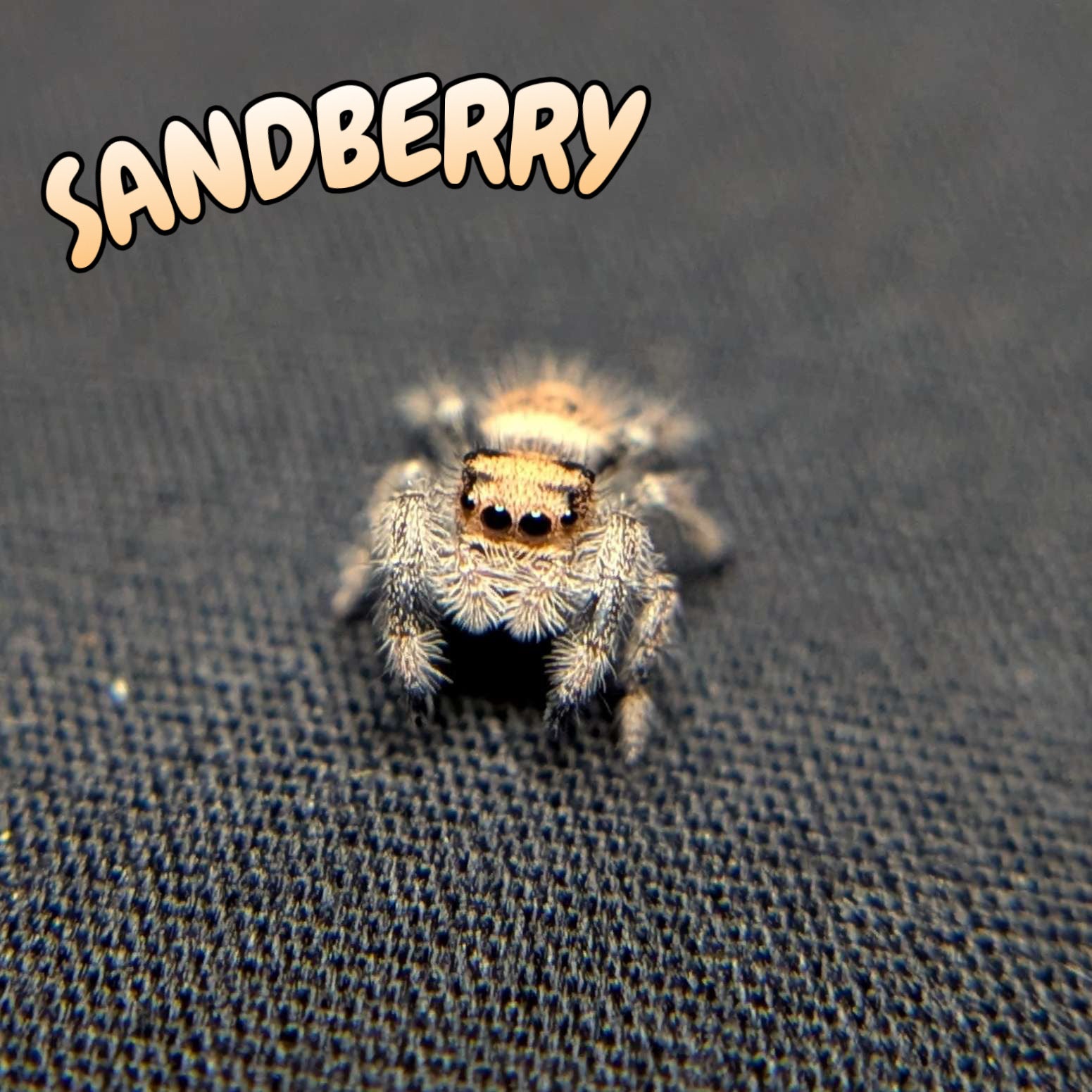 Regal Jumping Spider "Sandberry"