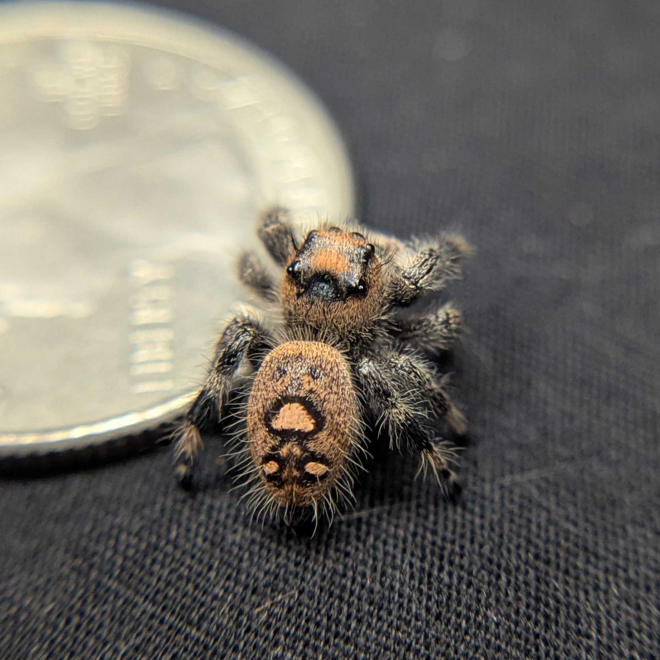 Regal Jumping Spider "Ember"