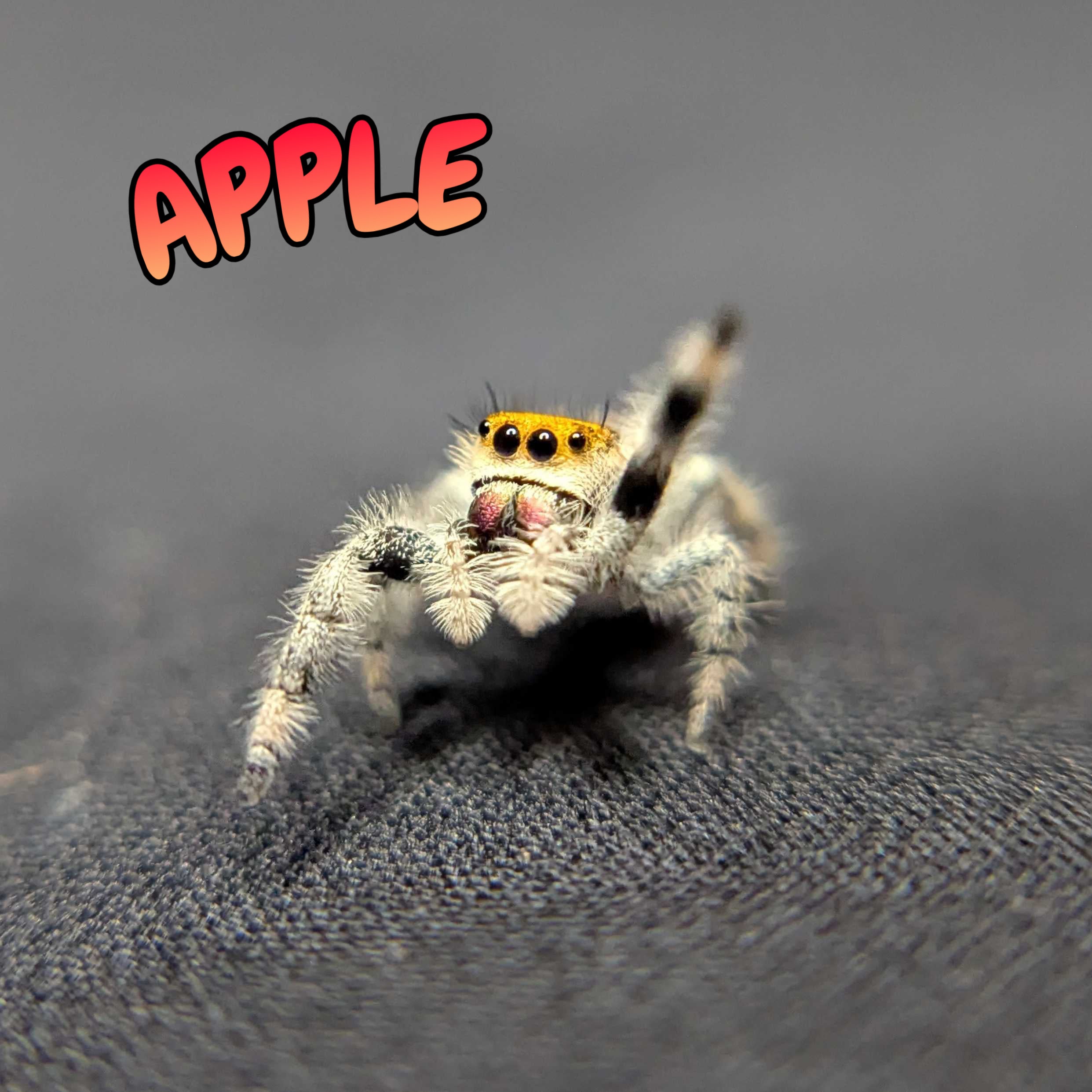 Regal Jumping Spider "Apple"