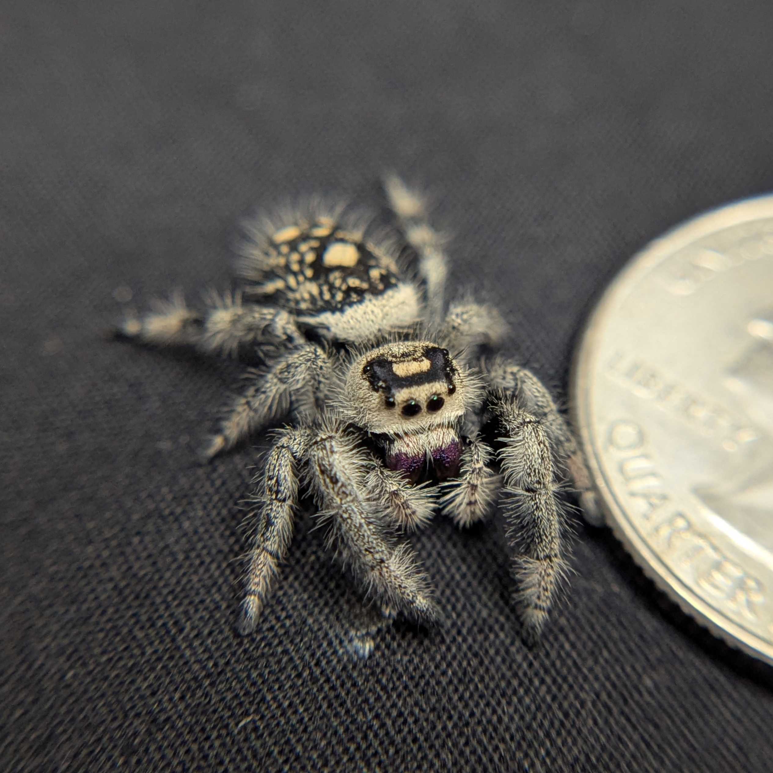Regal Jumping Spider "Strawberry"