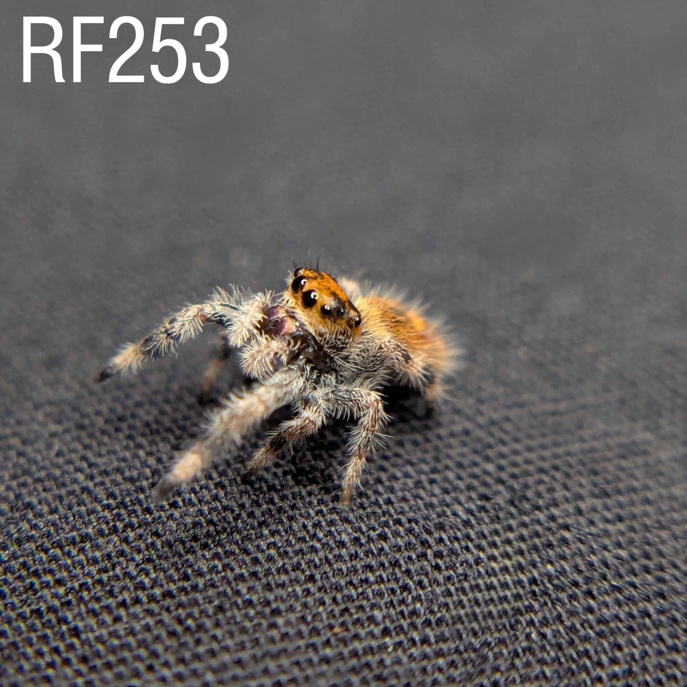 Female Regal Jumping Spider Rusty - SKU CODE
