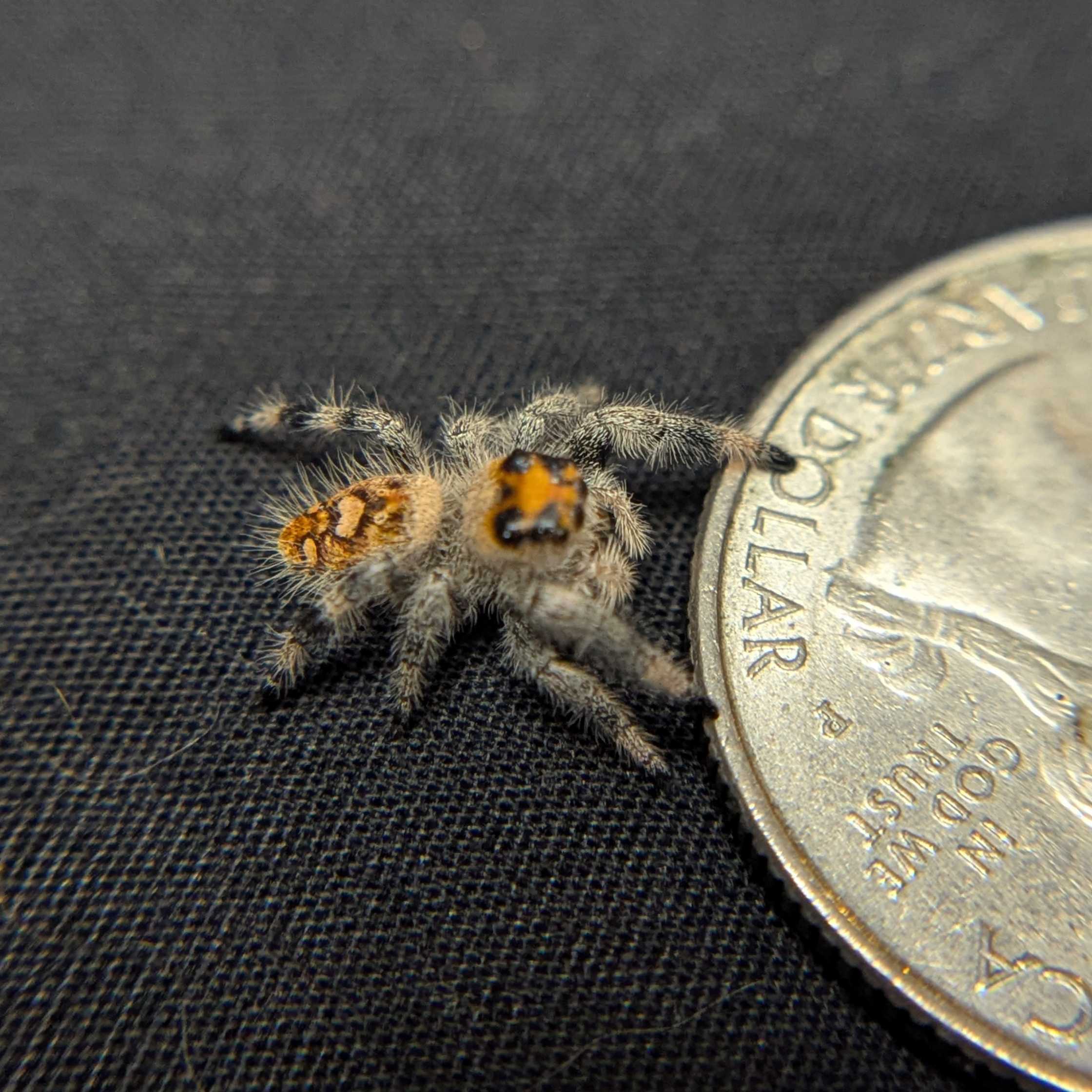 Regal Jumping Spider "Jello"