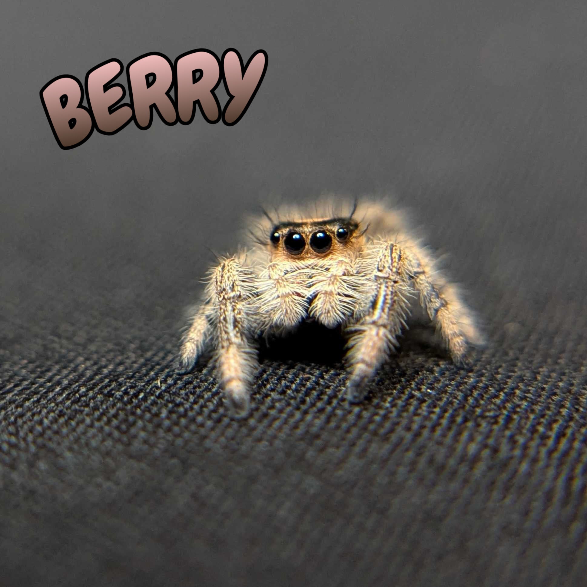 Regal Jumping Spider "Berry"
