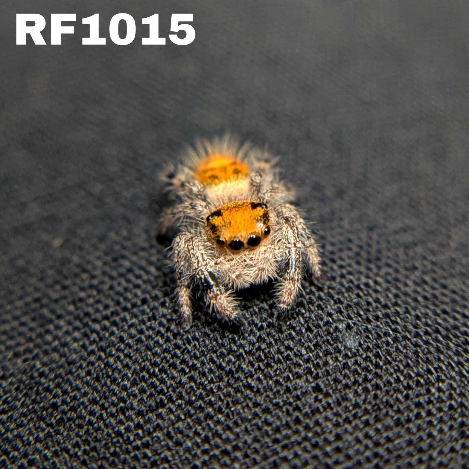 Regal Jumping Spider “Solstice”