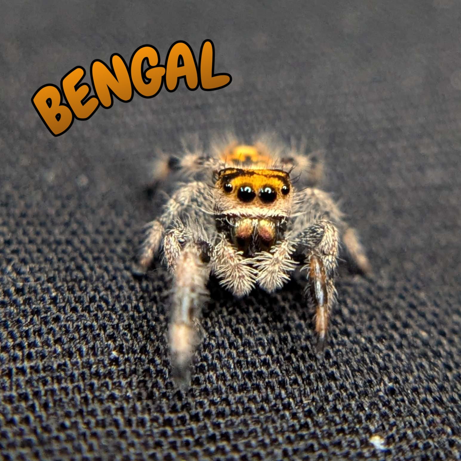 Regal Jumping Spider "Bengal"