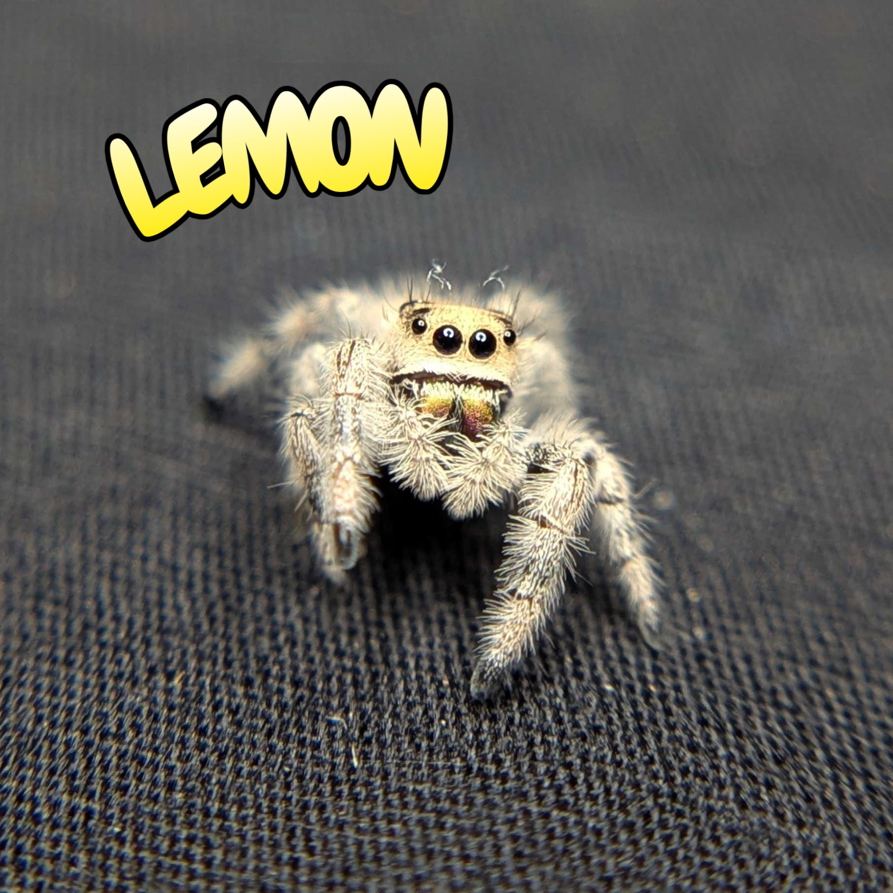 Regal Jumping Spider "Lemon"