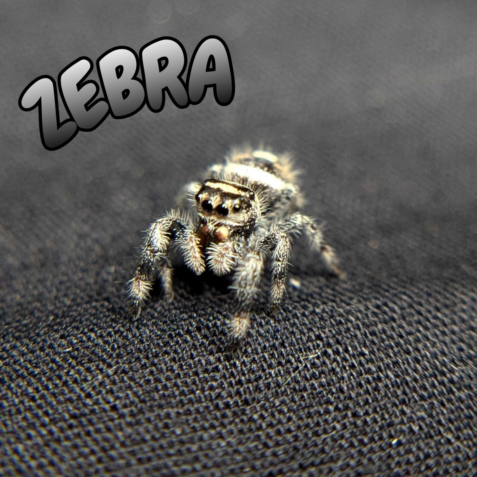 Female Regal Jumping Spider Zebra