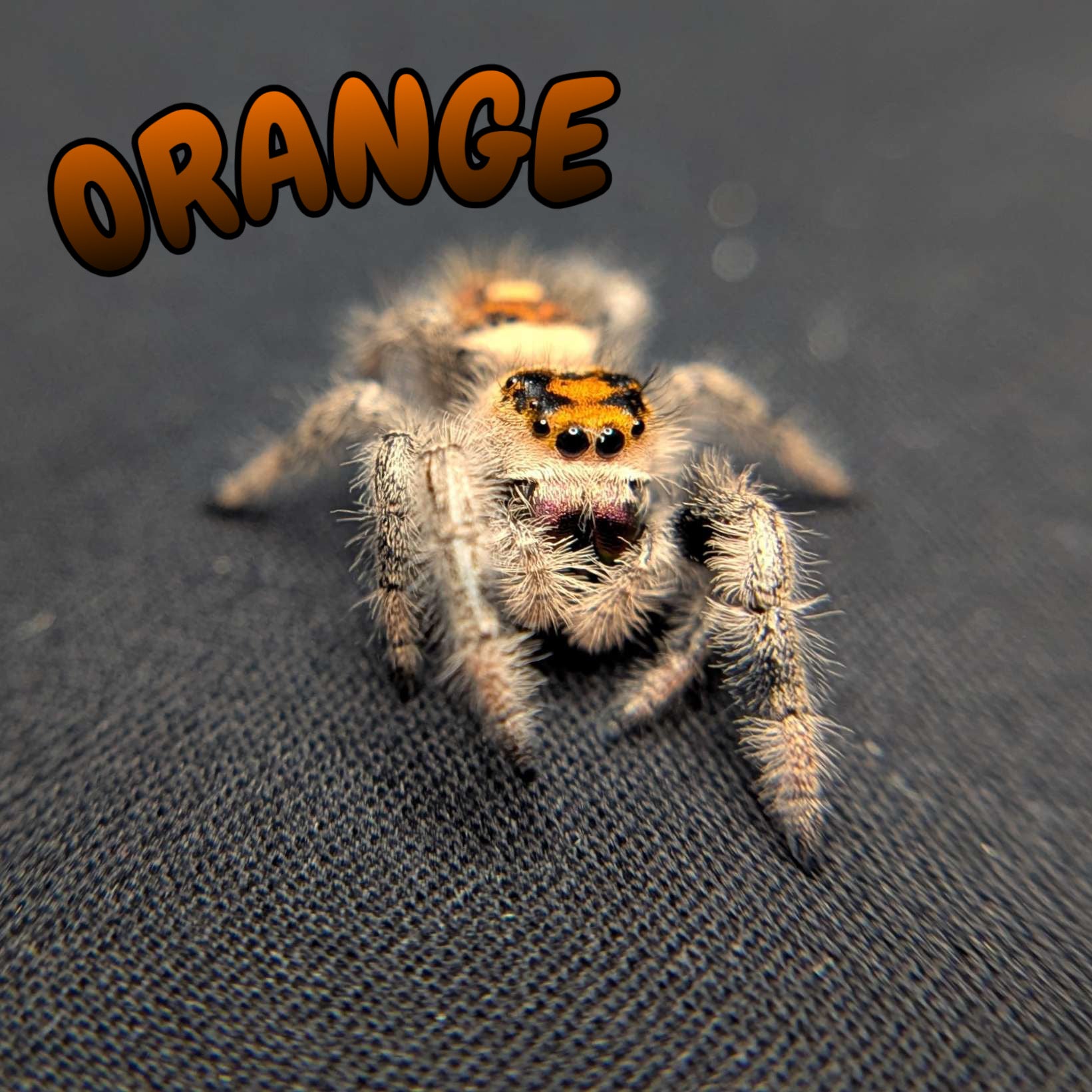 Regal Jumping Spider "Orange"