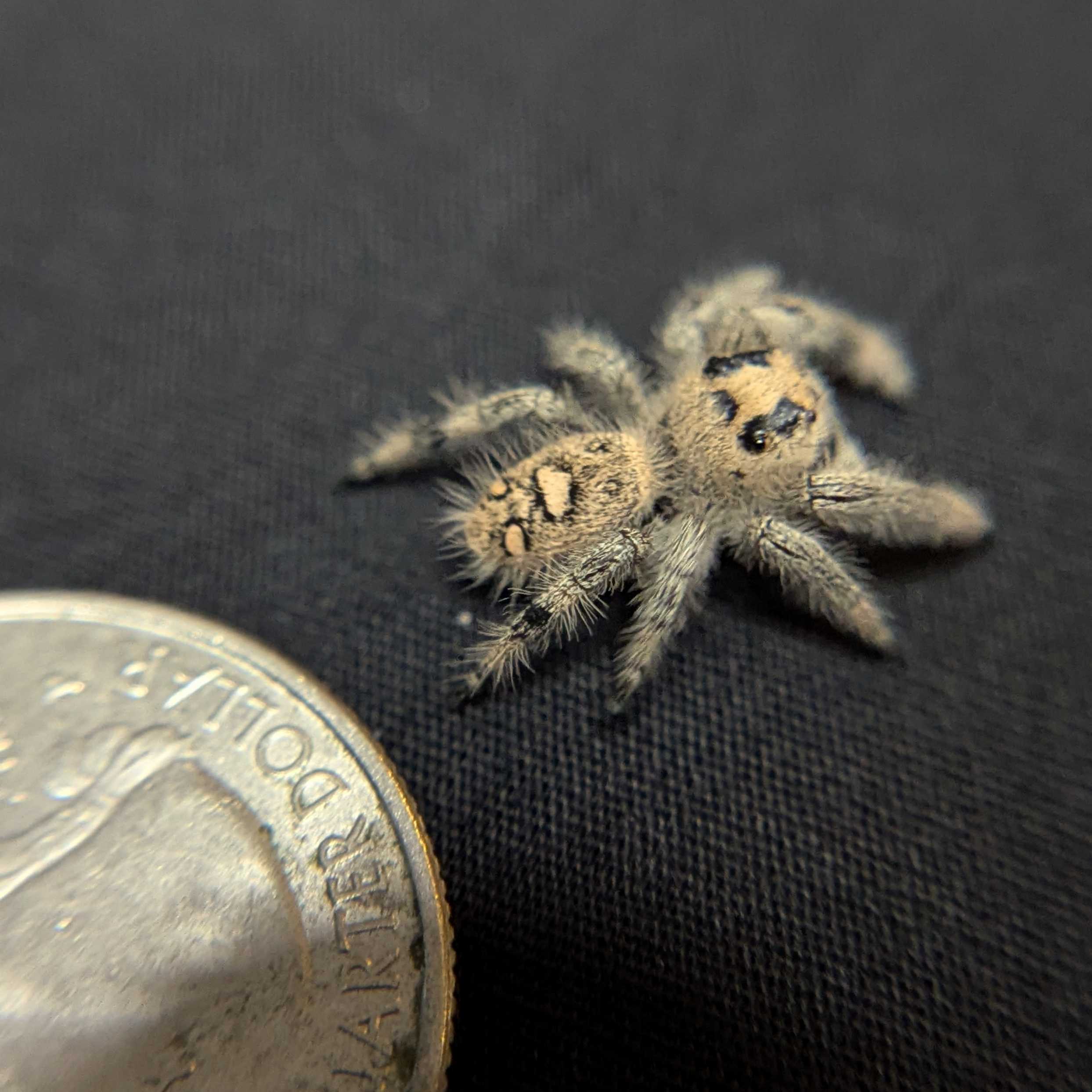 Regal Jumping Spider "Starburst"
