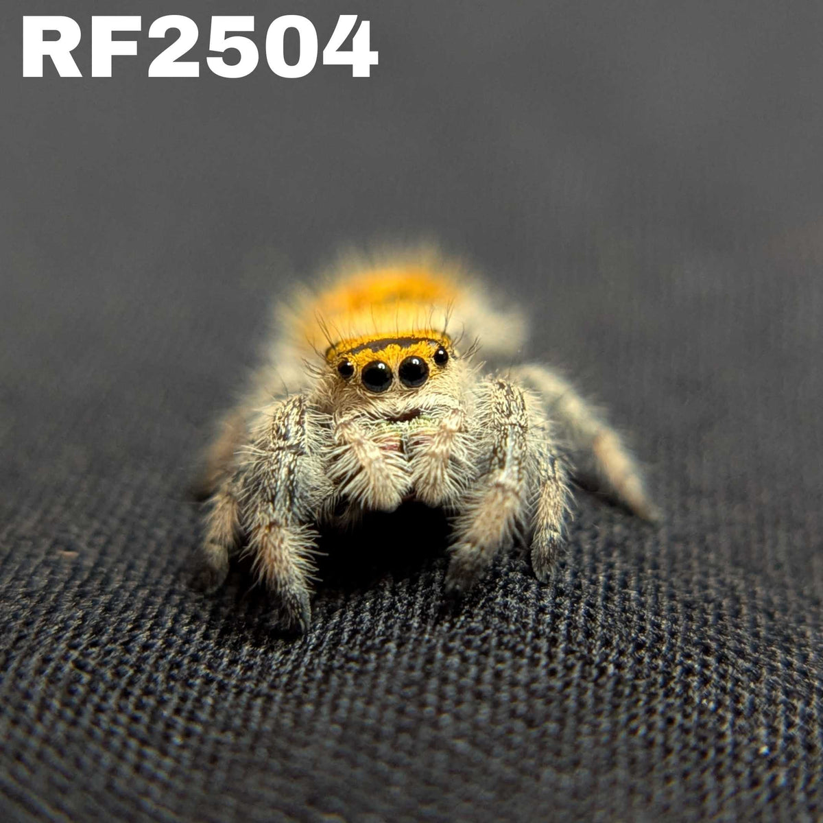 Regal Jumping Spider "Bengal Tiger"